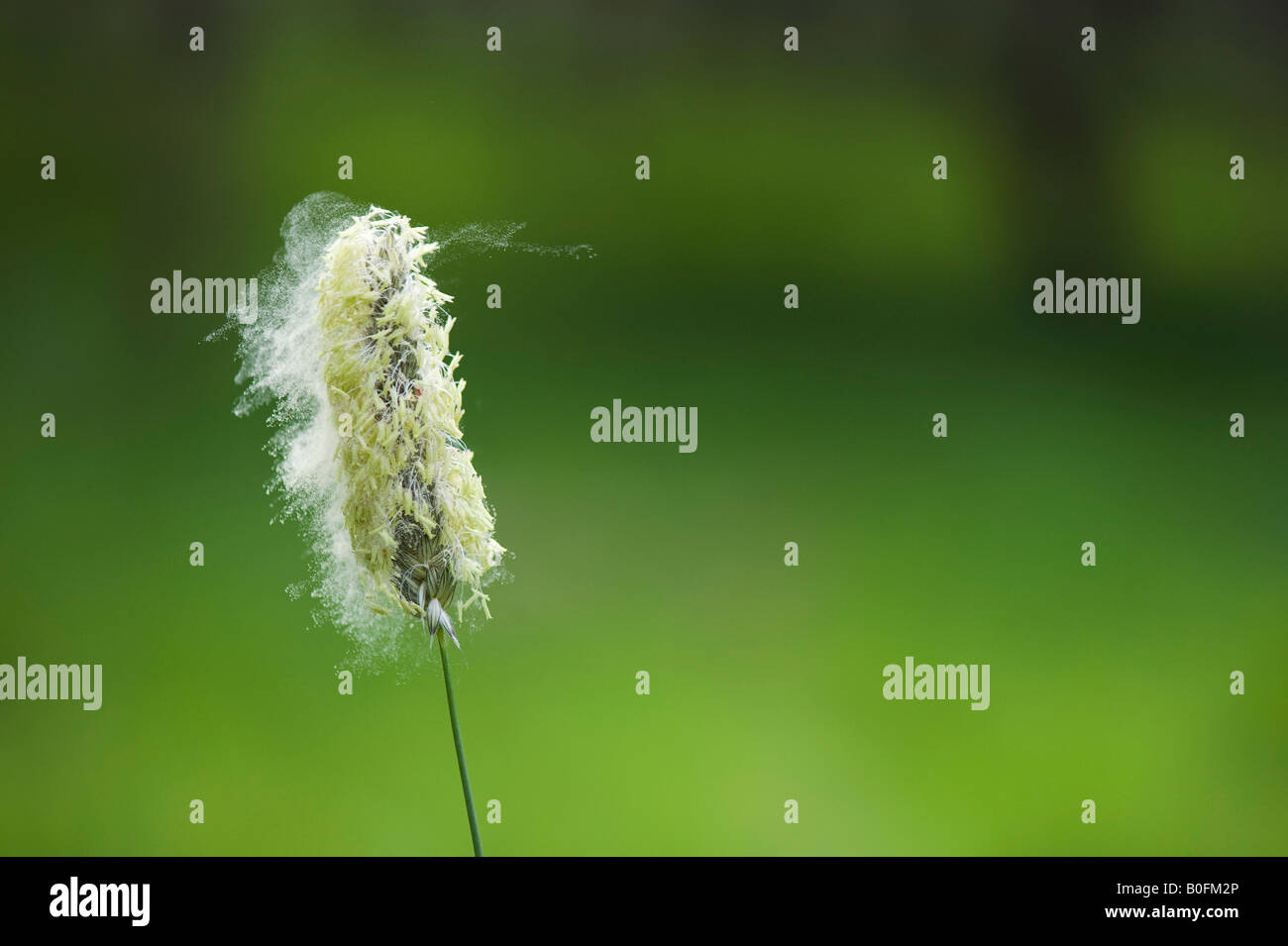 Pollen being released from a grass seed head in the English countryside