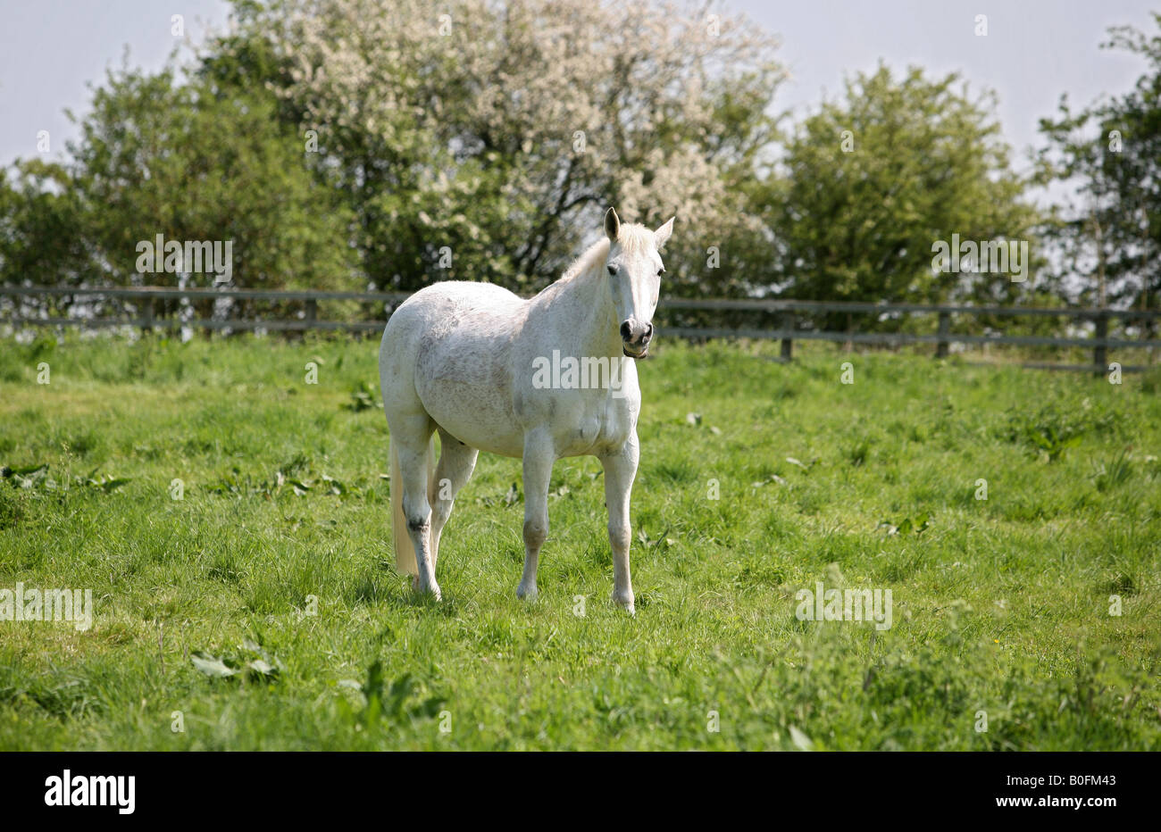 White stallion Stock Photo