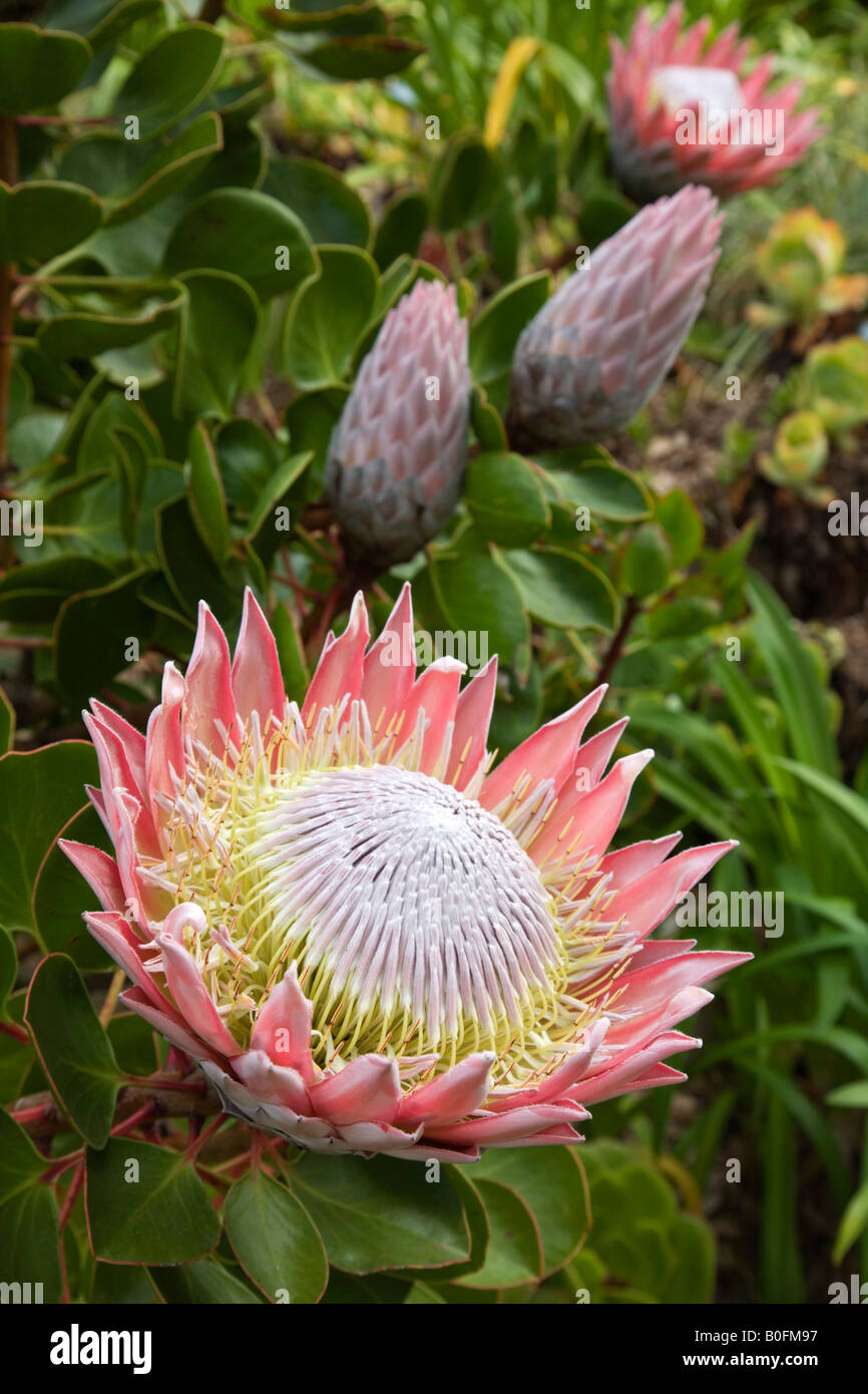 protea flower garden cornwall Stock Photo
