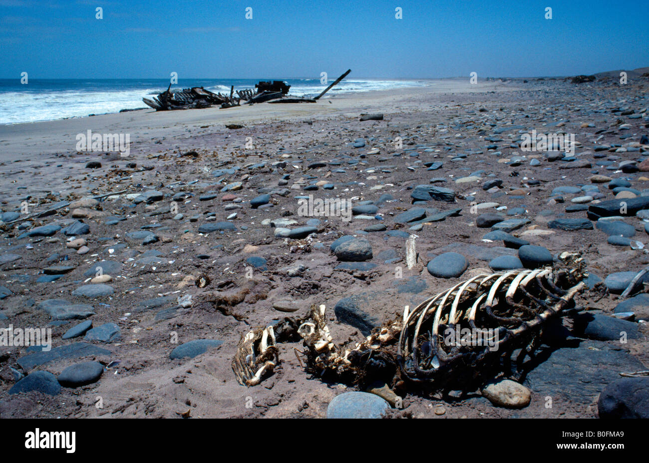 Seal Skeleton And Shipwreck On The Remote Skeleton Coast National Park Namibia Stock Photo Alamy Seal Skeleton And Shipwreck On The Remote Skeleton Coast National Park Namibia Stock Photo Alamy