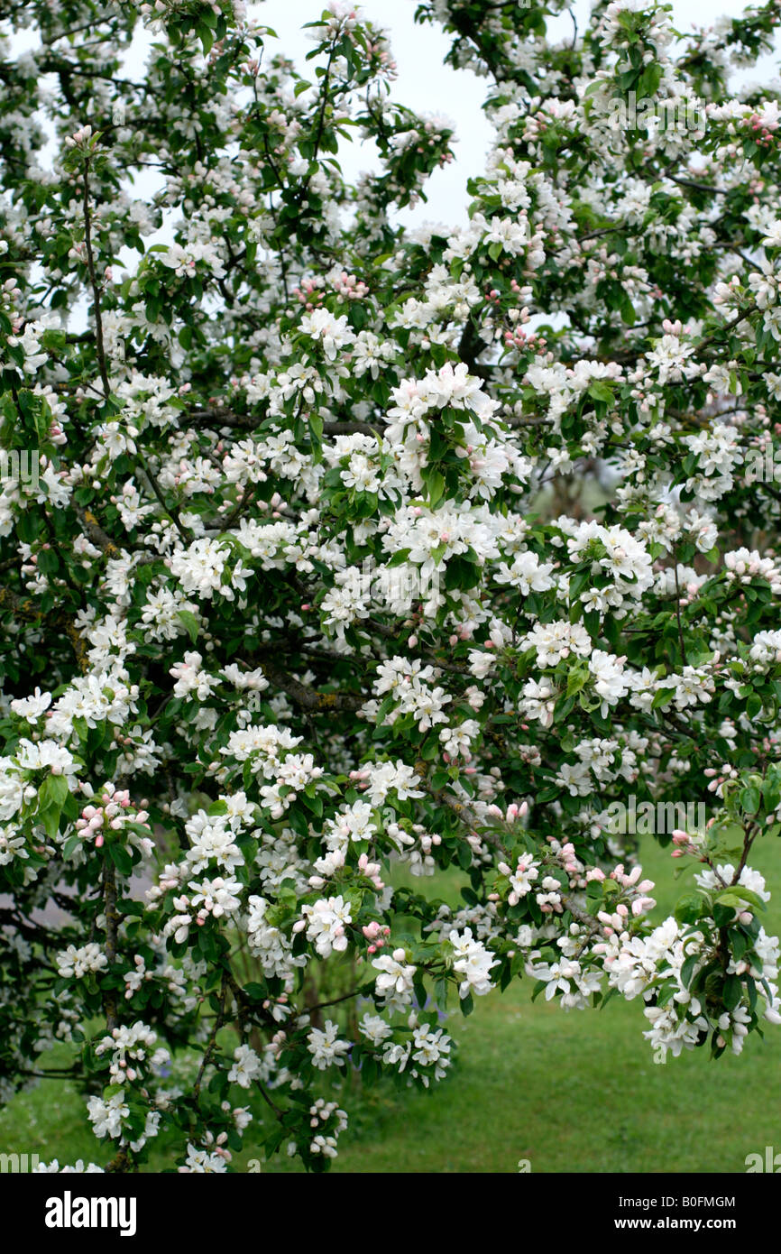 malus john downie crab apple malus john downie crab apple