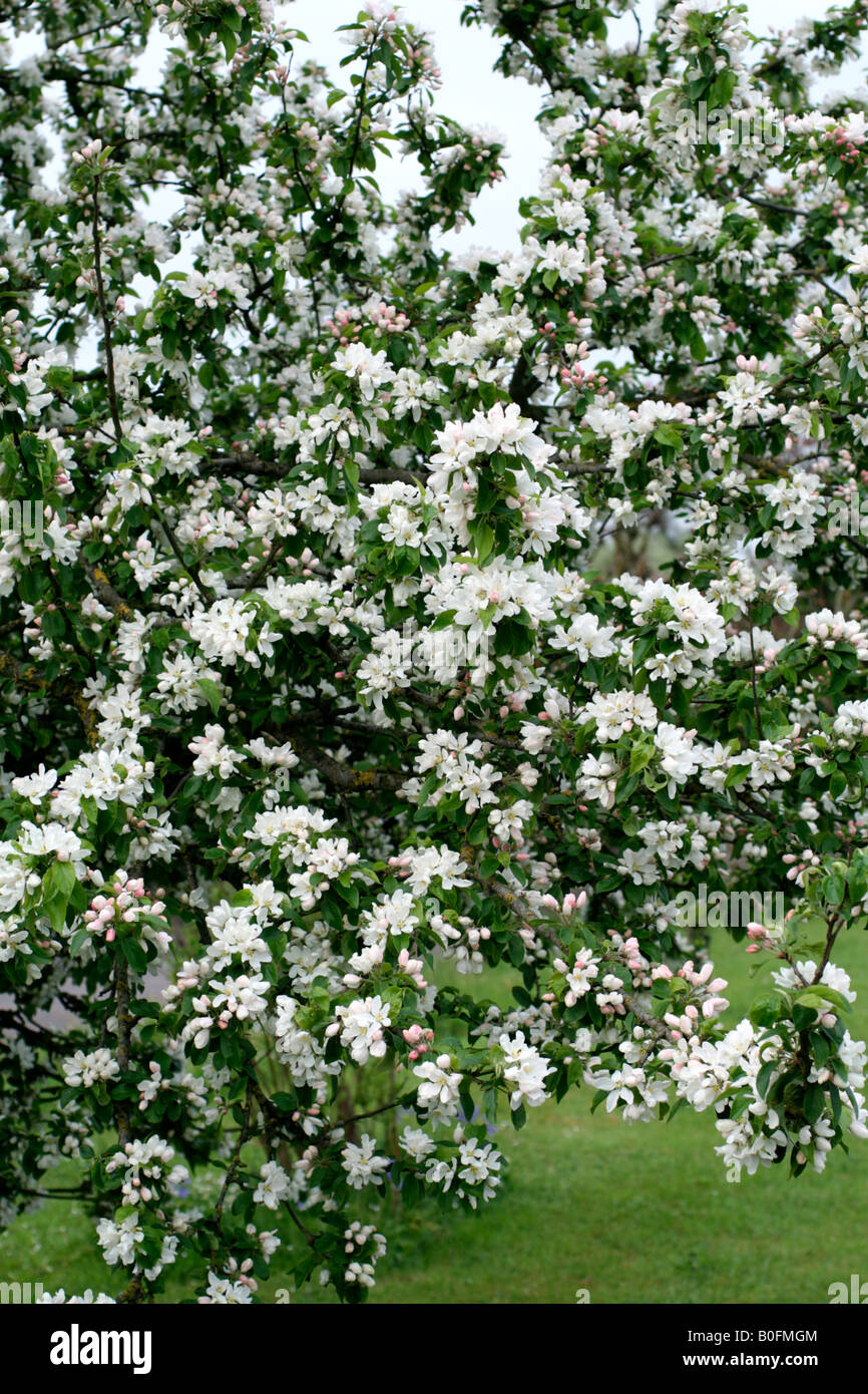 MALUS JOHN DOWNIE AGM CRAB APPLE HAS PINK BUDS WHICH OPEN TO CREAMY WHITE Stock Photo