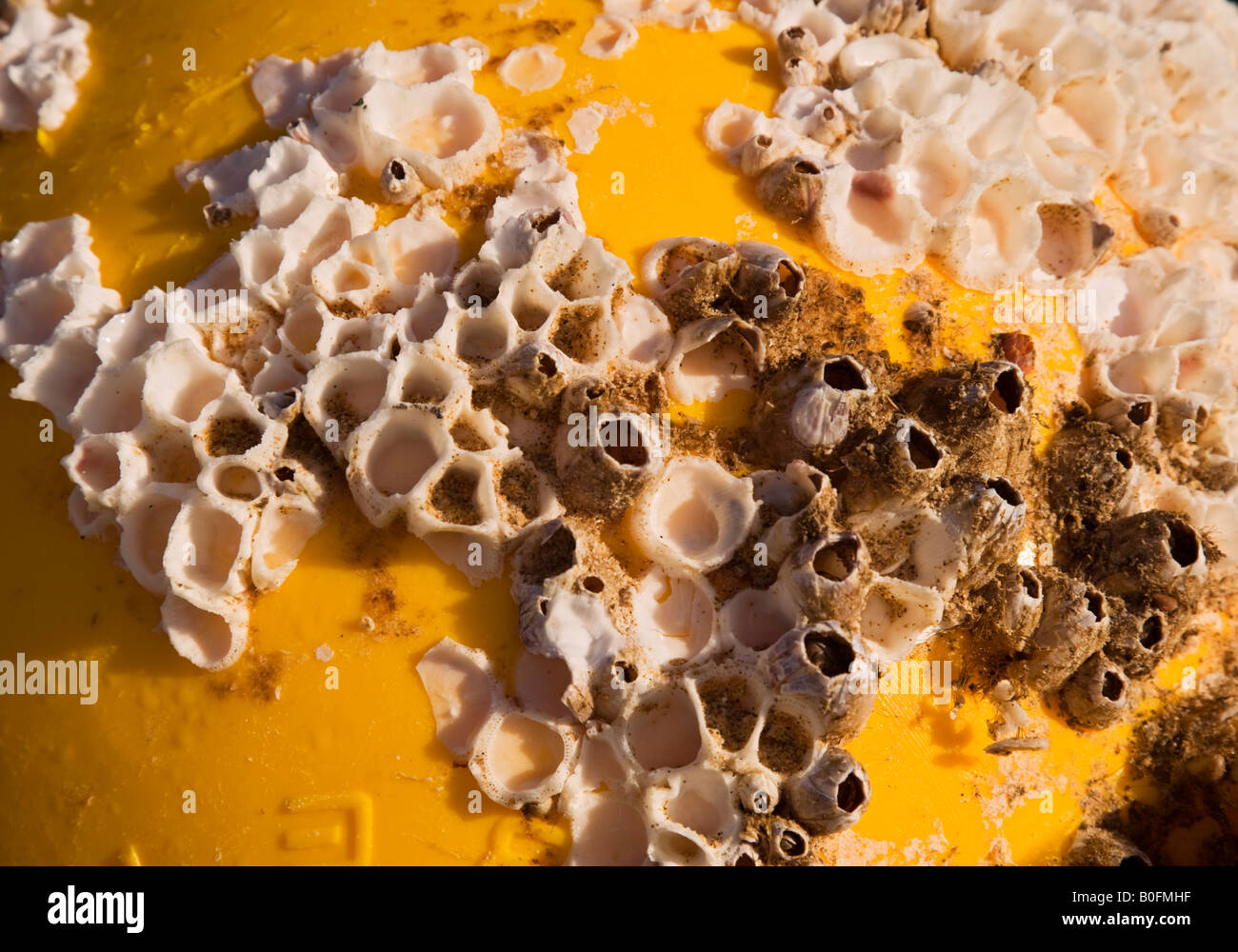 Barnacles on a Buoy Stock Photo