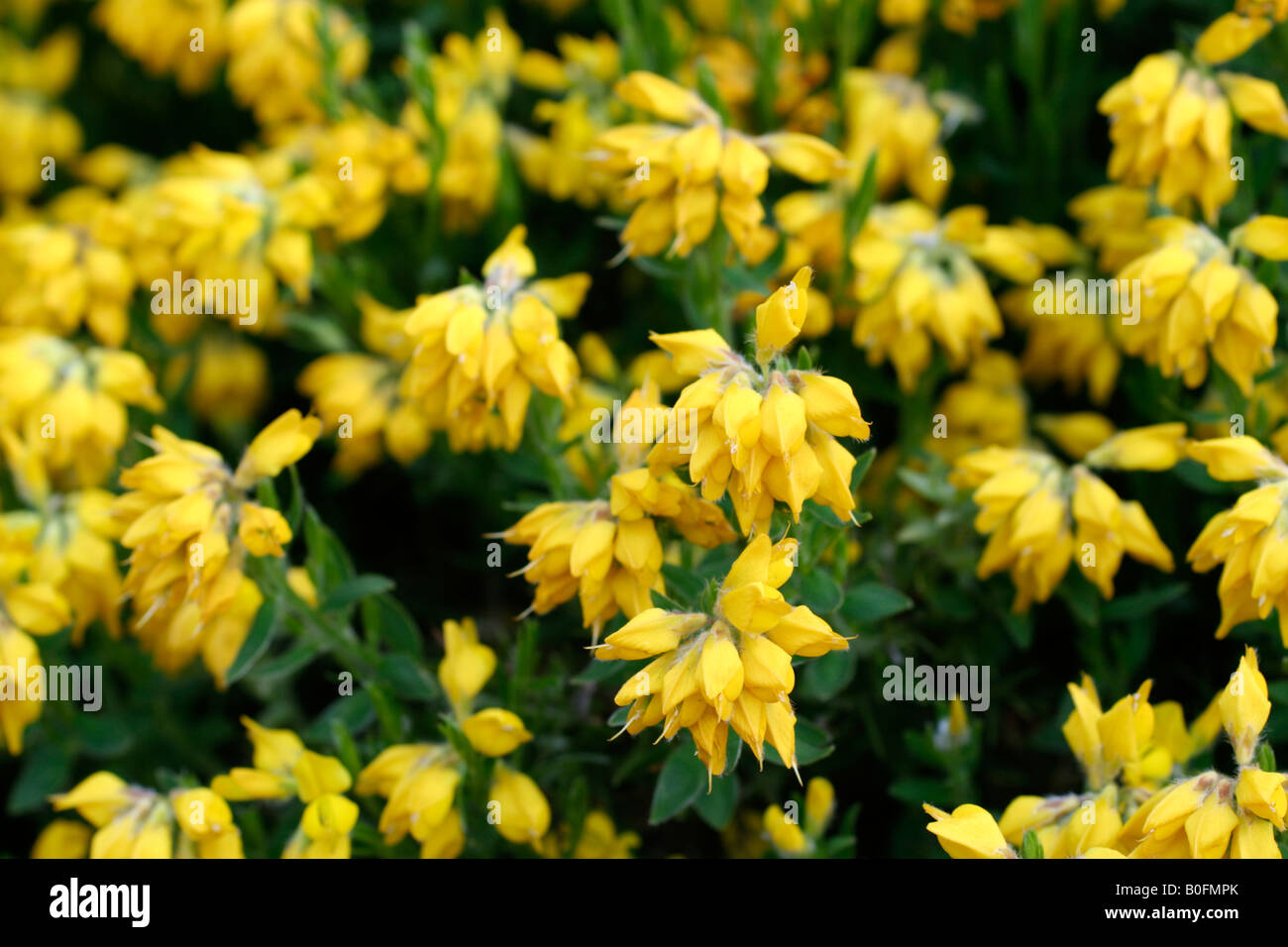 Spanish gorse garden hires stock photography and images Alamy