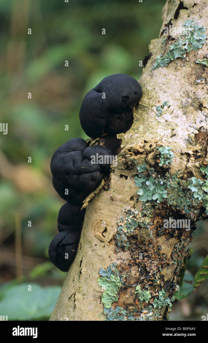 king alfred s cakes Daldinia concentrica growing on a tree trunk Stock Photo