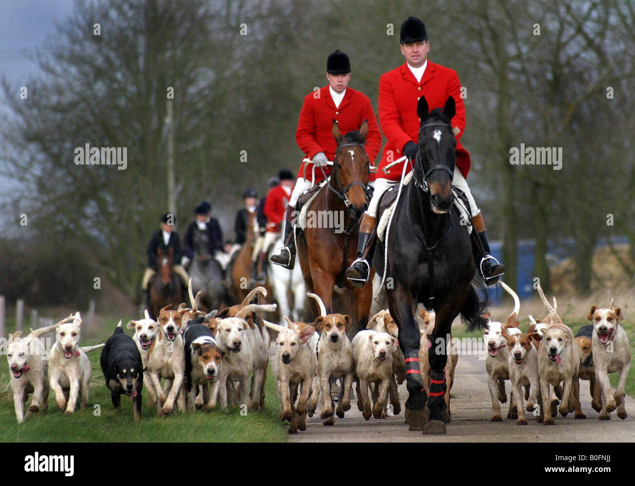 HUNTSMAN HUNT FOXES WITH HOUNDS AT FOX HUNT IN GREAT THURLOW AND