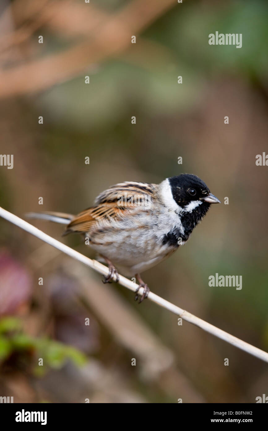 reed bunting Emberiza schoeniclus male on reed cornwall Stock Photo