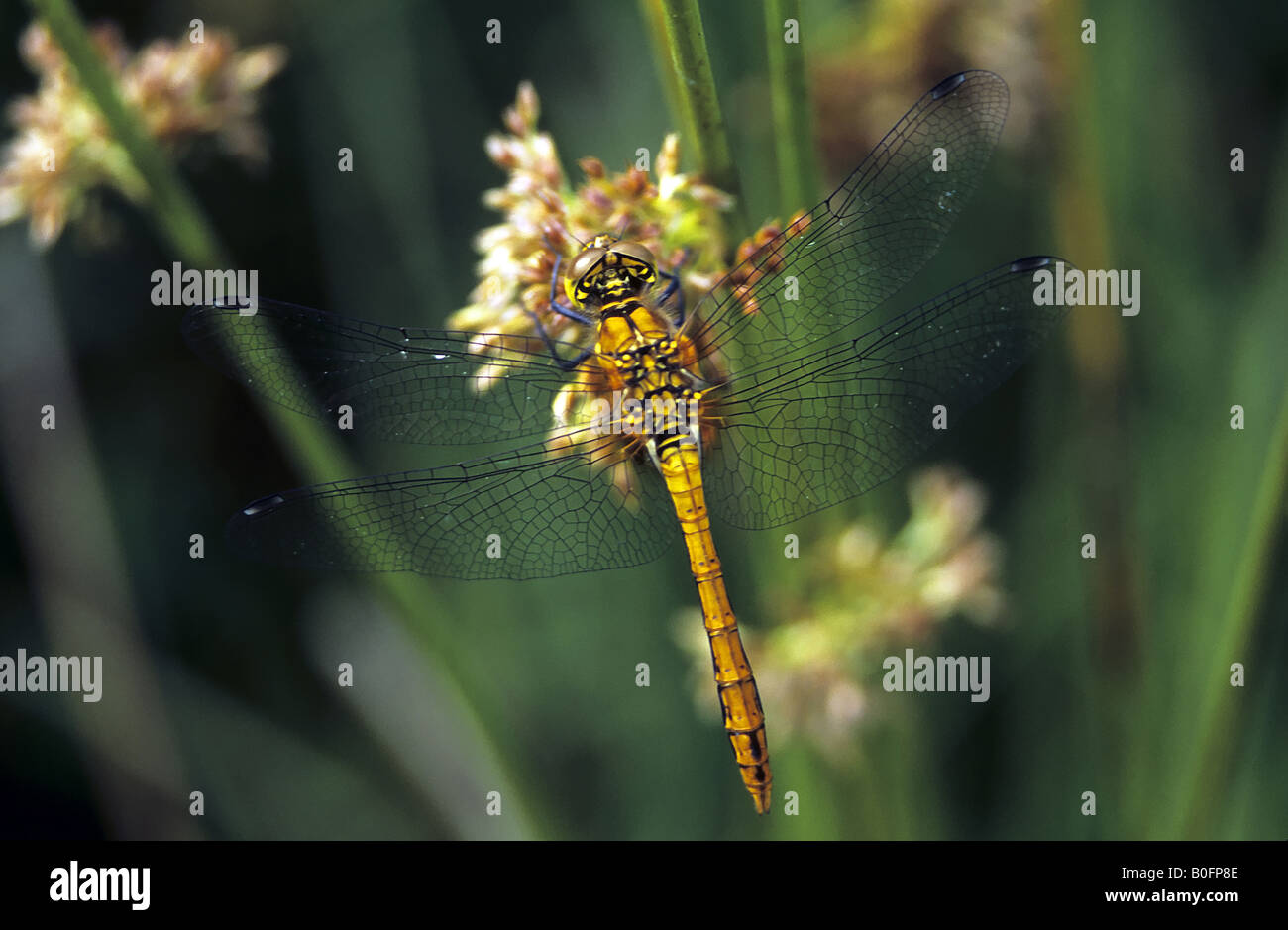 Darter Dragonfly Stock Photo