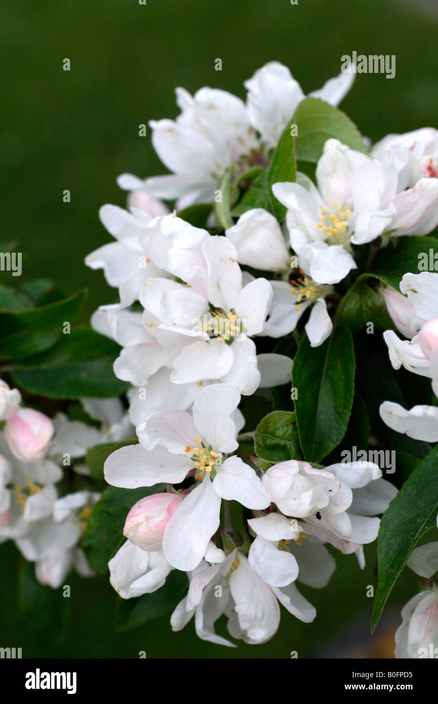 MALUS JOHN DOWNIE AGM CRAB APPLE HAS PINK BUDS WHICH OPEN TO CREAMY WHITE Stock Photo