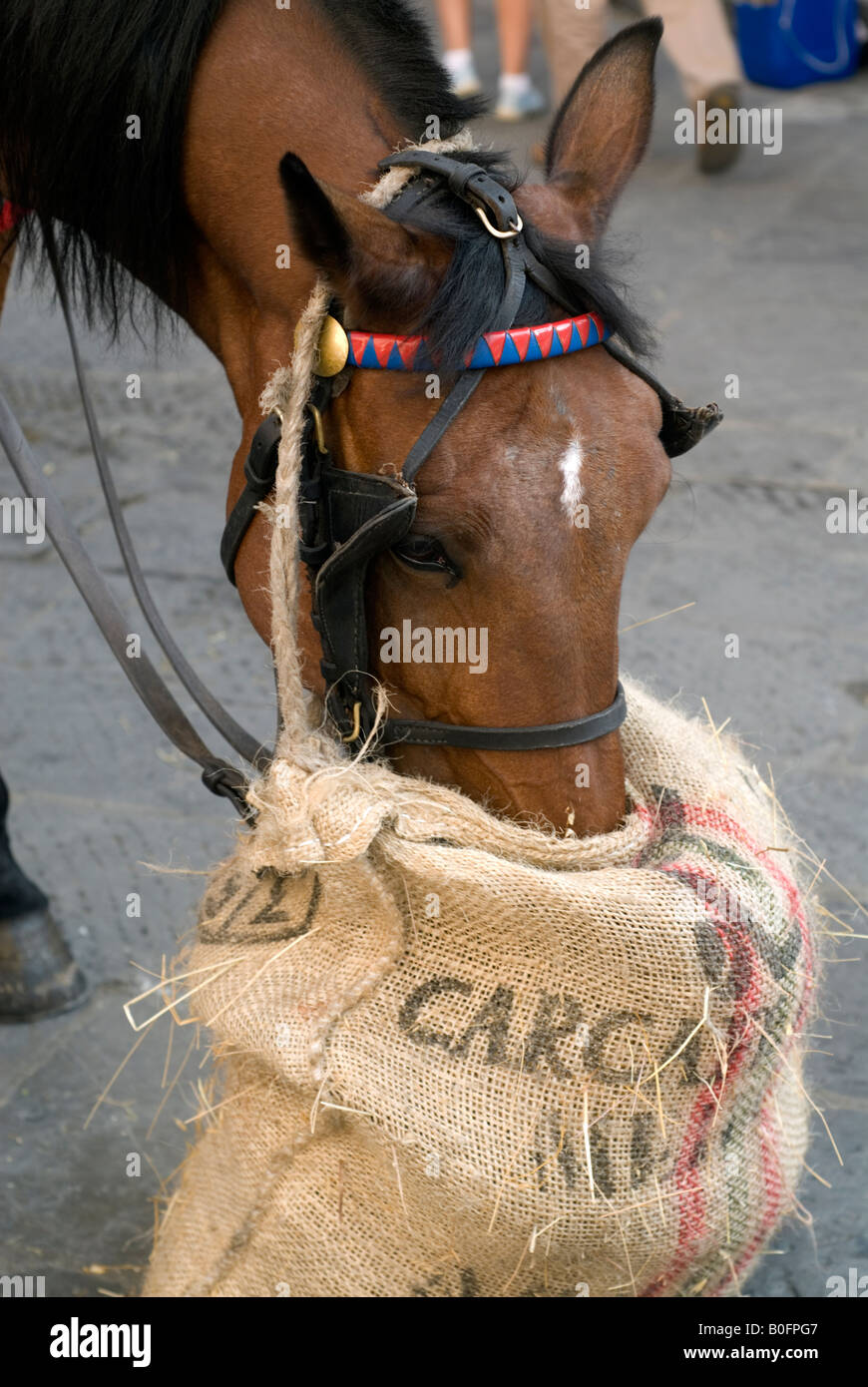 Horse eating from feed sack, Florence, Italy Stock Photo - Alamy