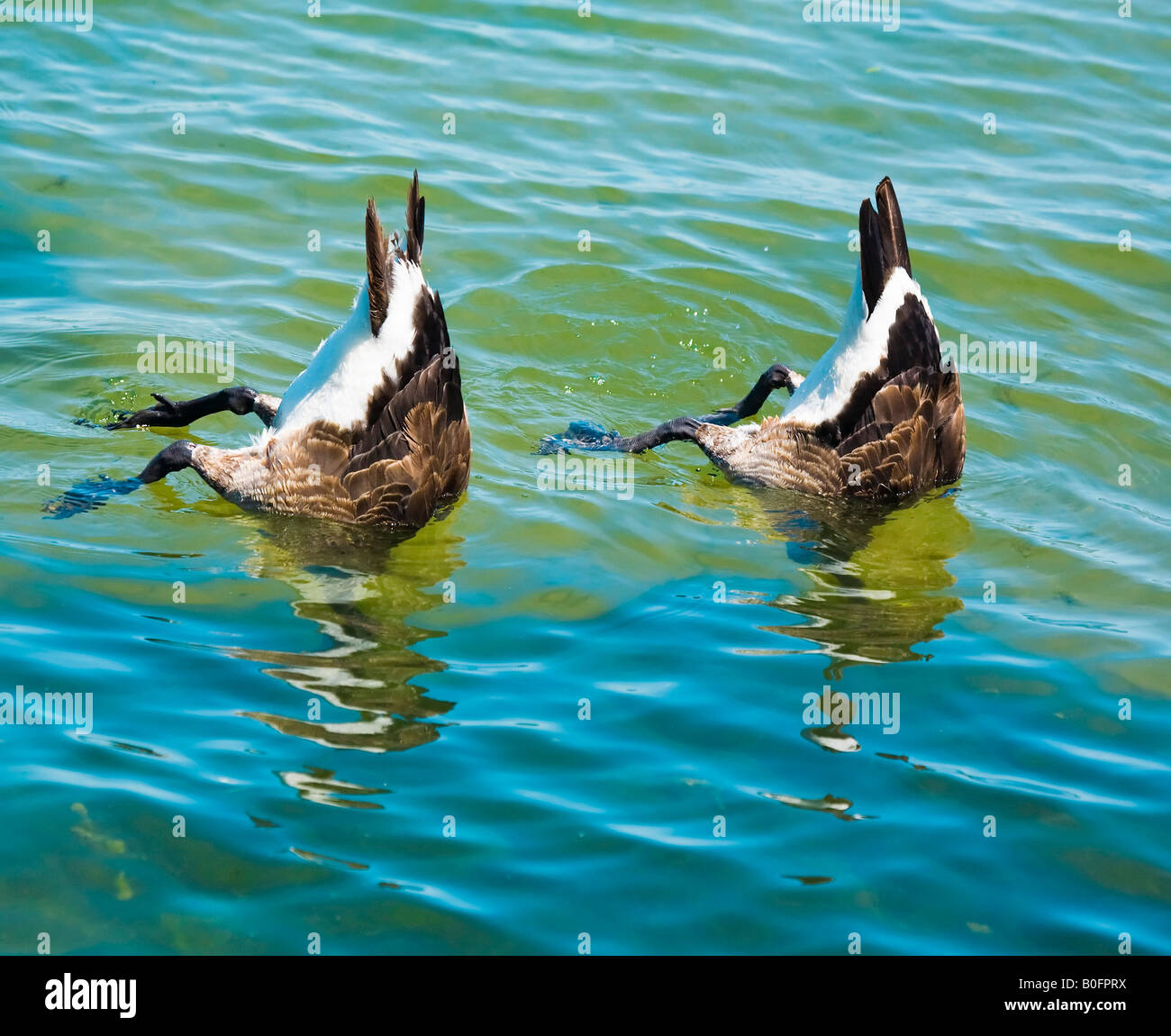 Canadian Geese Diving For Food On The Bottom Of The Harbor - 