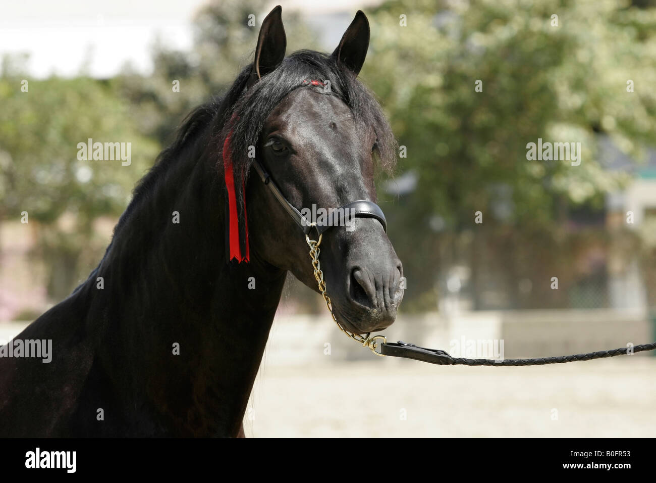 Andalusian Breeding stallion Stock Photo