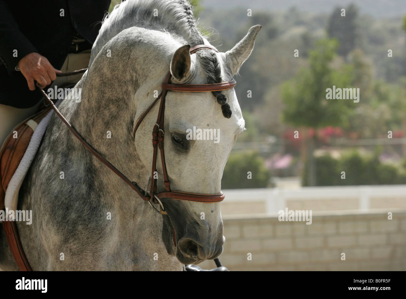 English pleasure horse riding hires stock photography and images Alamy