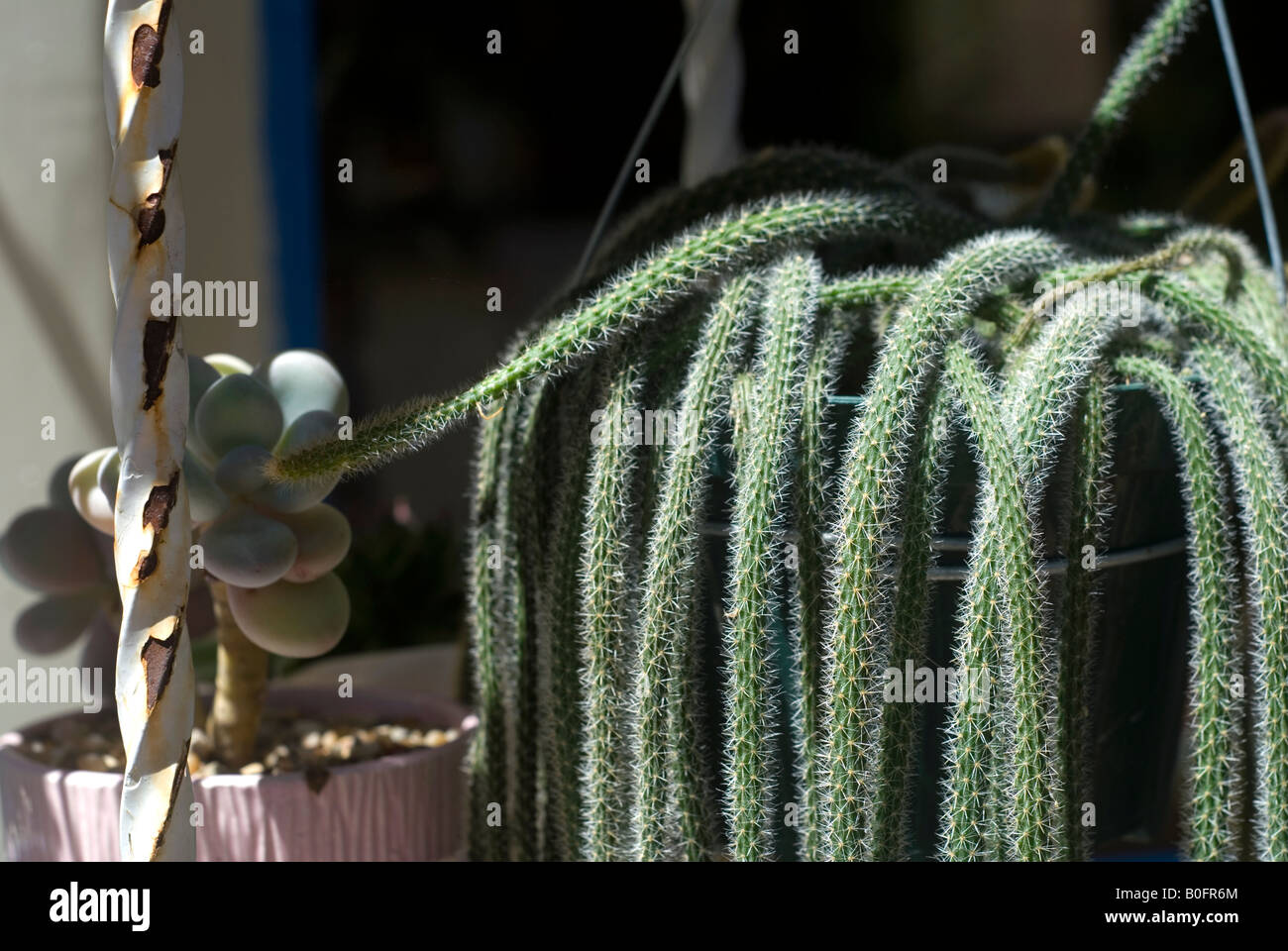 Close up of rat tail cactus Stock Photo
