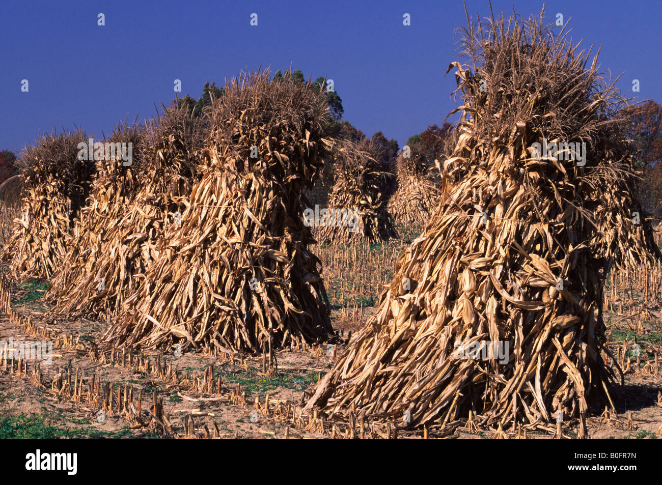 Old corn stalks tied into stacks in an old field East Tennessee Stock