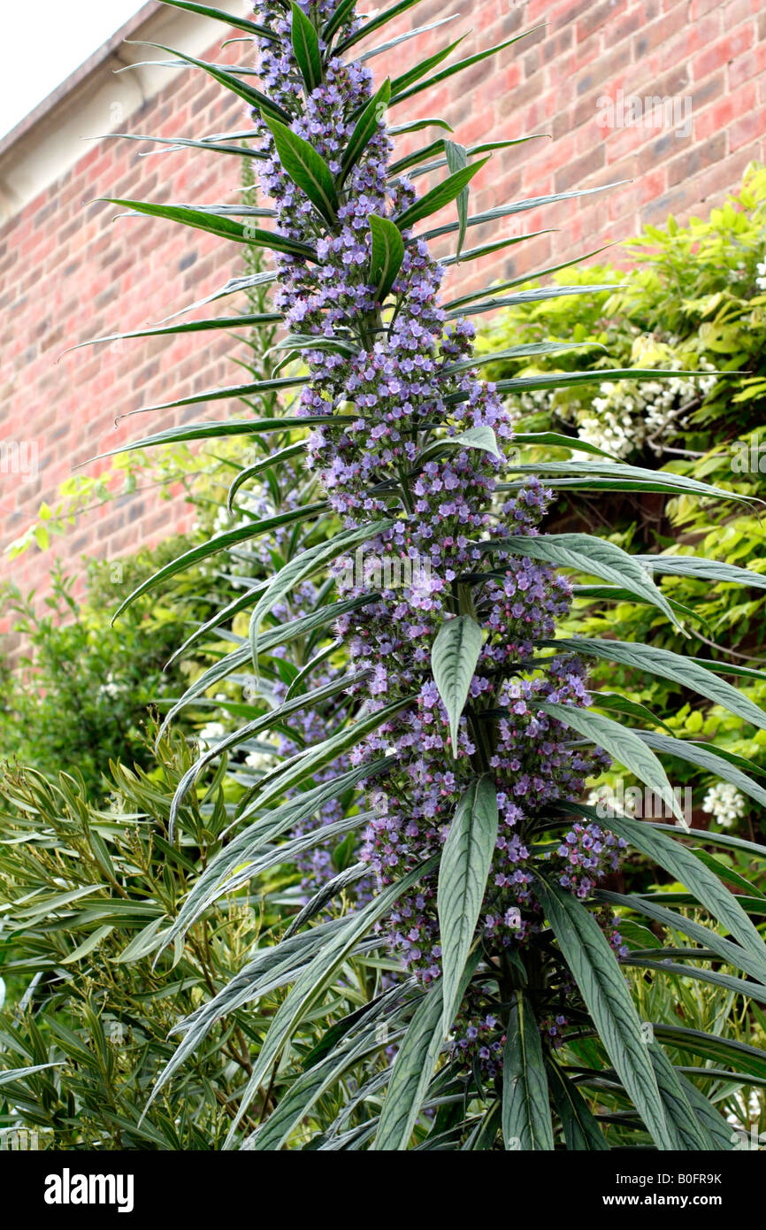 ECHIUM PININANA Stock Photo Alamy