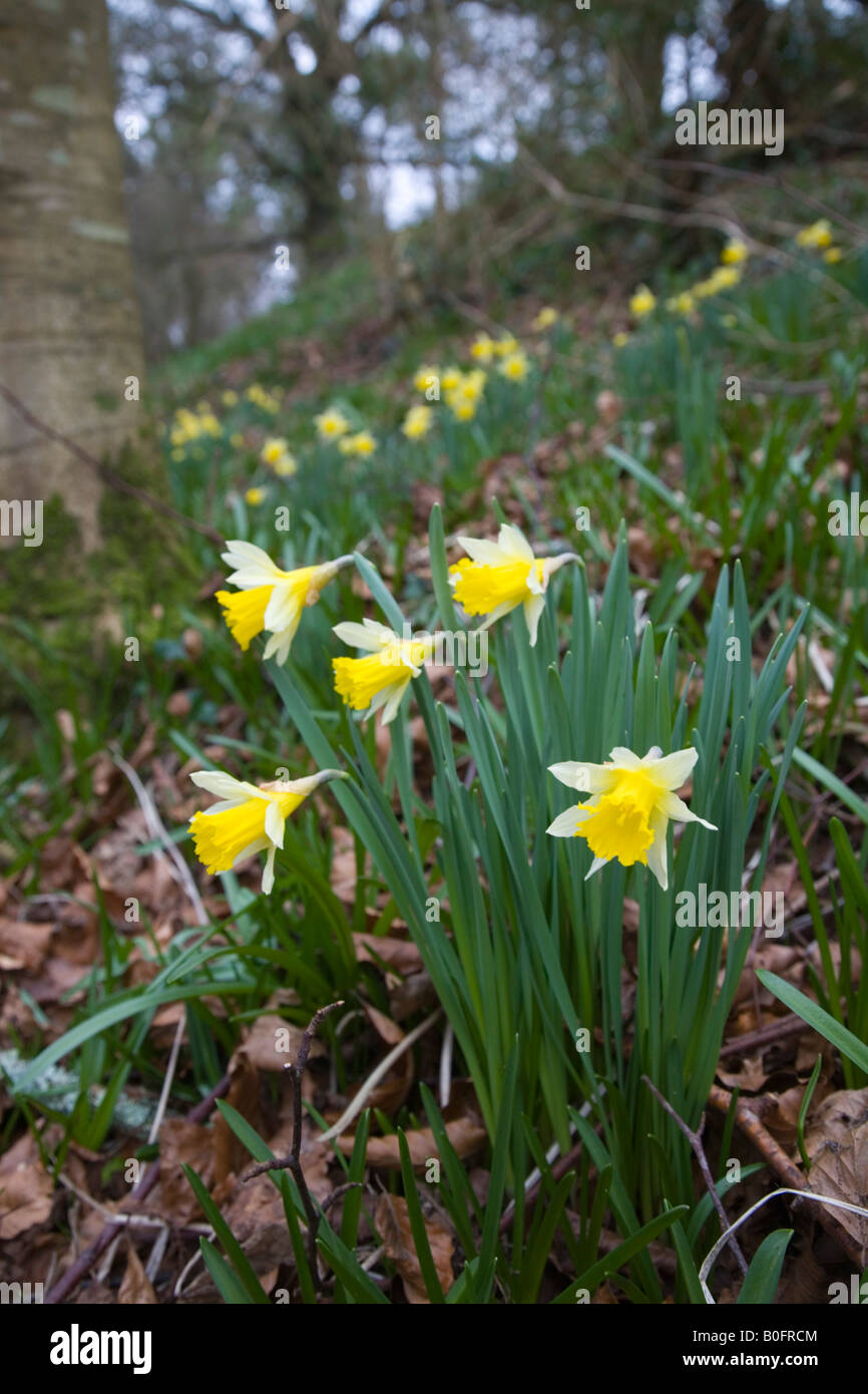 wild daffodils Narcissus pseudonarcissus woodland cornwall Stock Photo