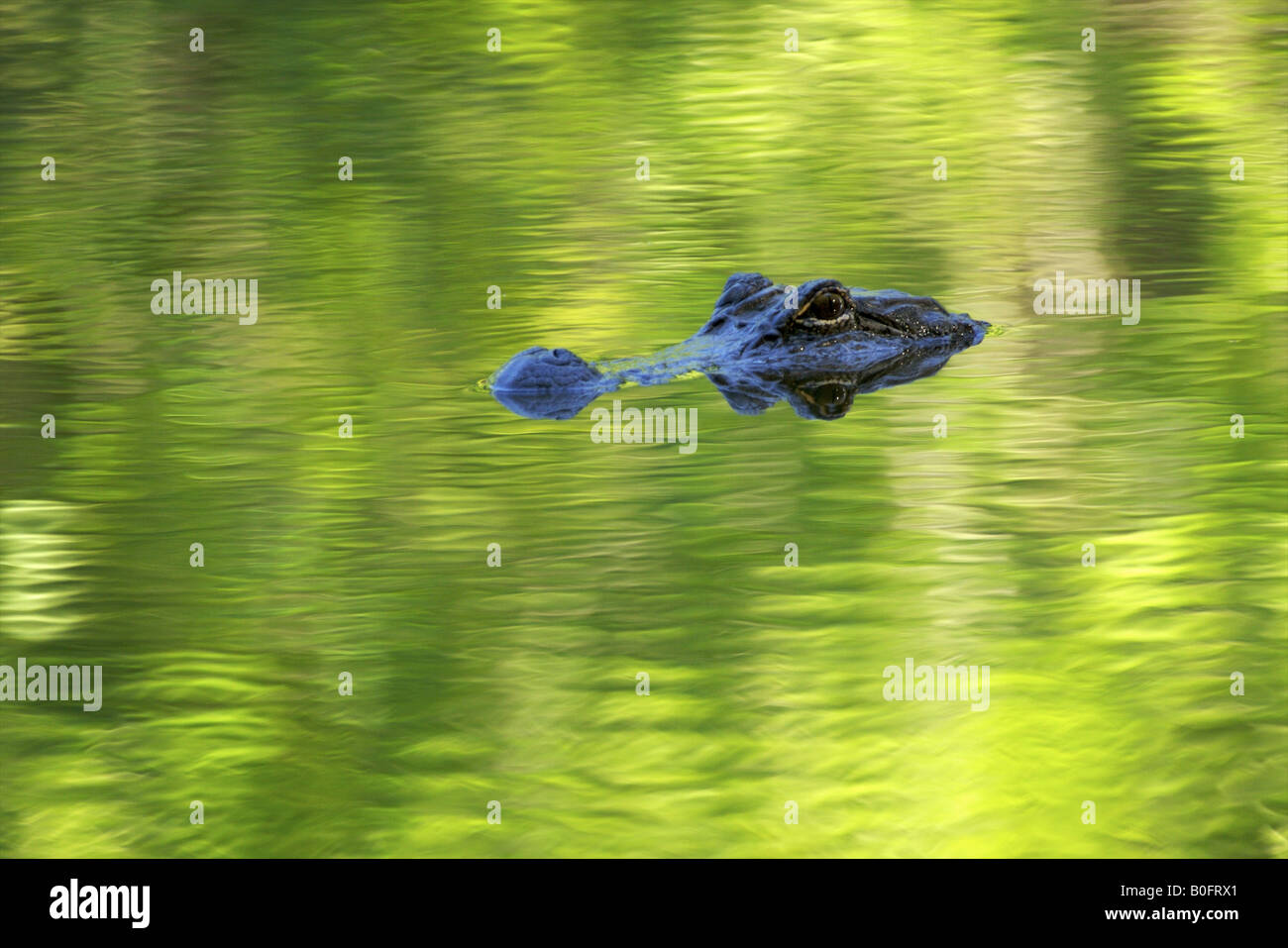 American Alligator floating in water with green reflections Atchafalaya National Wildlife Refuge Louisiana Stock Photo