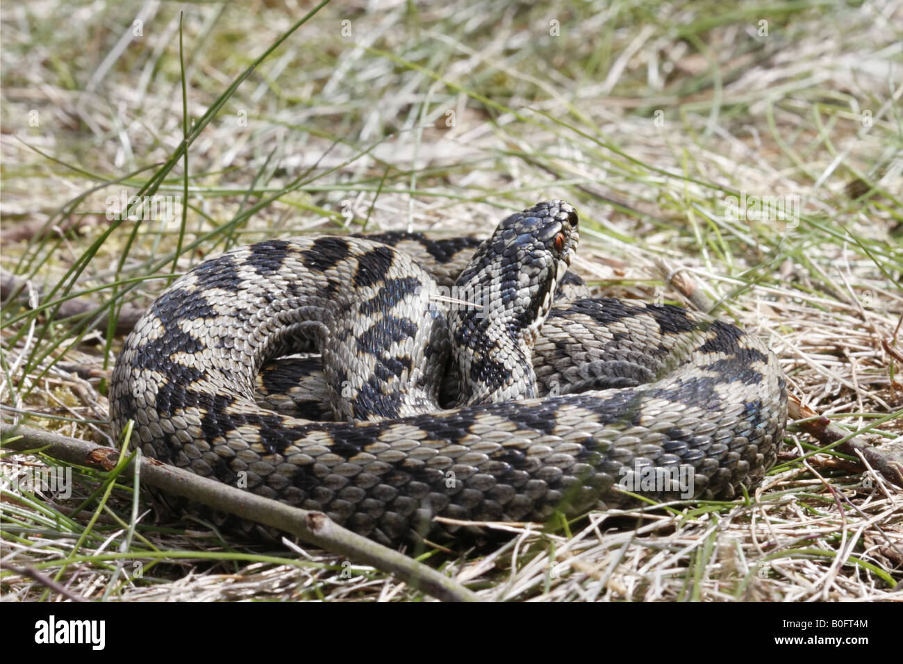 Male Adder, coiled Stock Photo