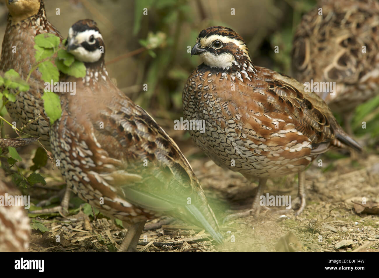 Male Northern Bobwhite Quail Stock Photo - Alamy