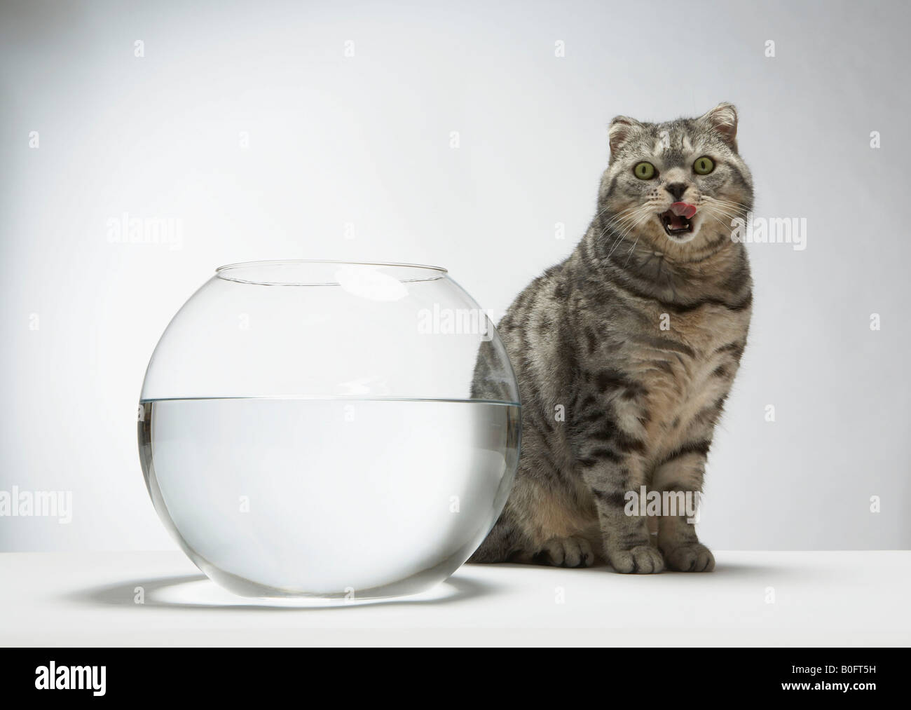 Cat licking his lips Stock Photo Alamy