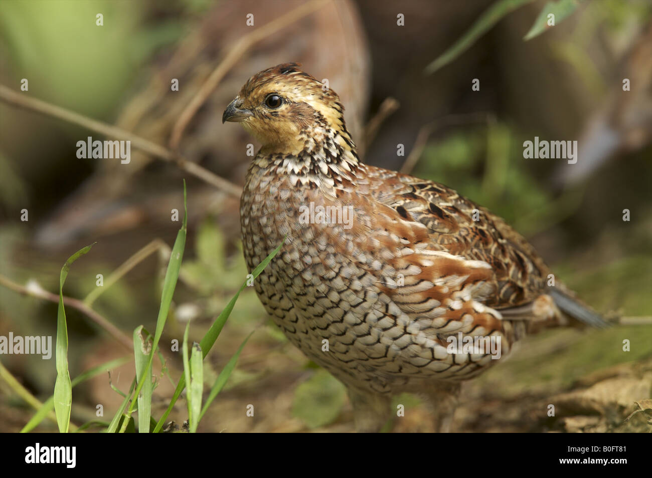 Female Northern Bobwite quail Stock Photo