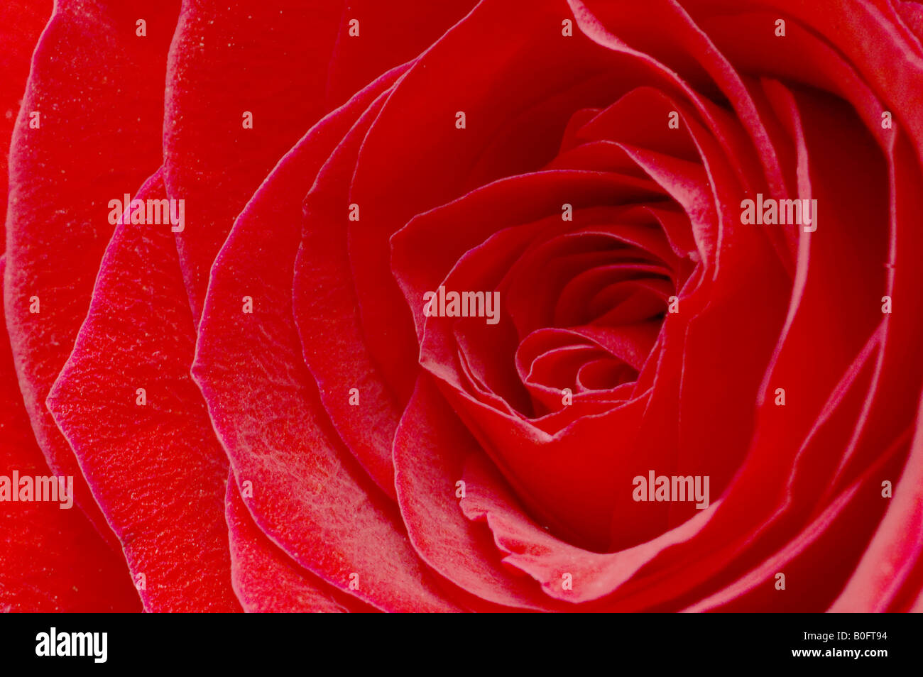 Rose blossom petals red hi-res stock photography and images - Alamy