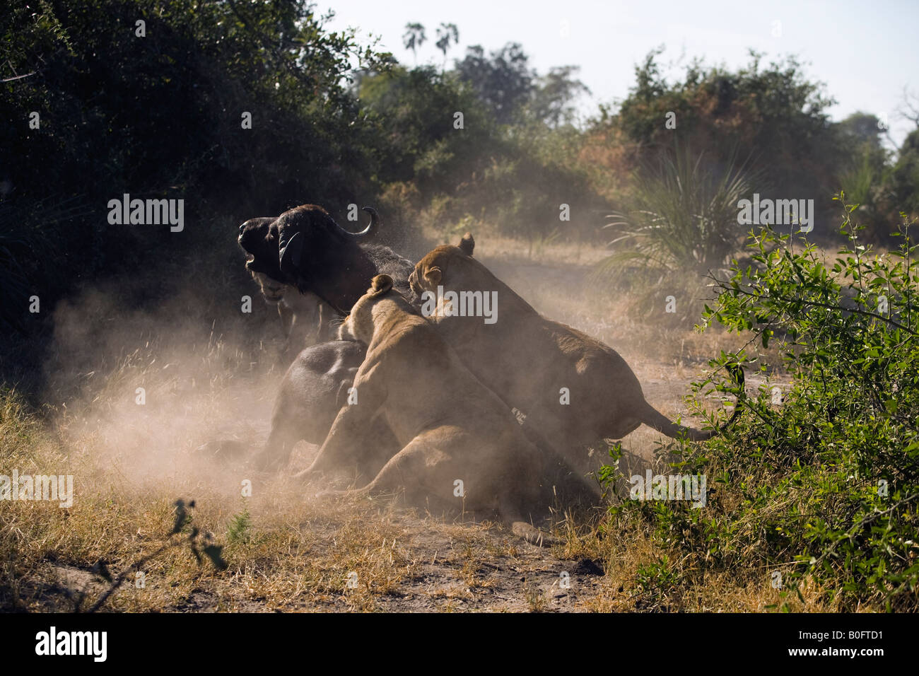 Three female Lions bring down an adult cape buffalo in the Okavango Delta of Botswana during the daytime. Stock Photo