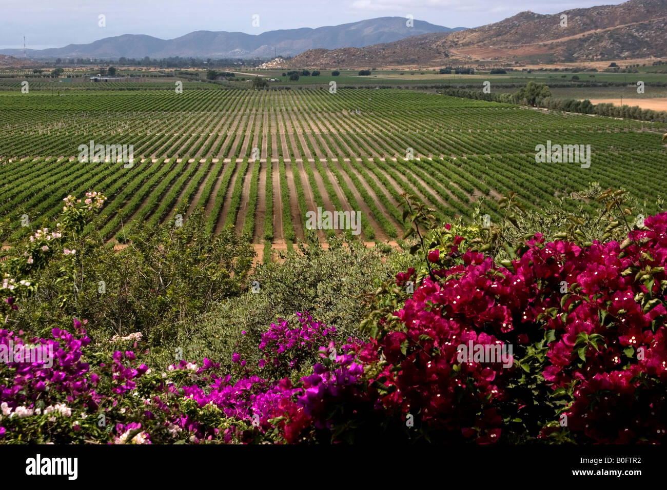 A view of the vineyards of L. A, Cetto winery near Ensenada Mexico
