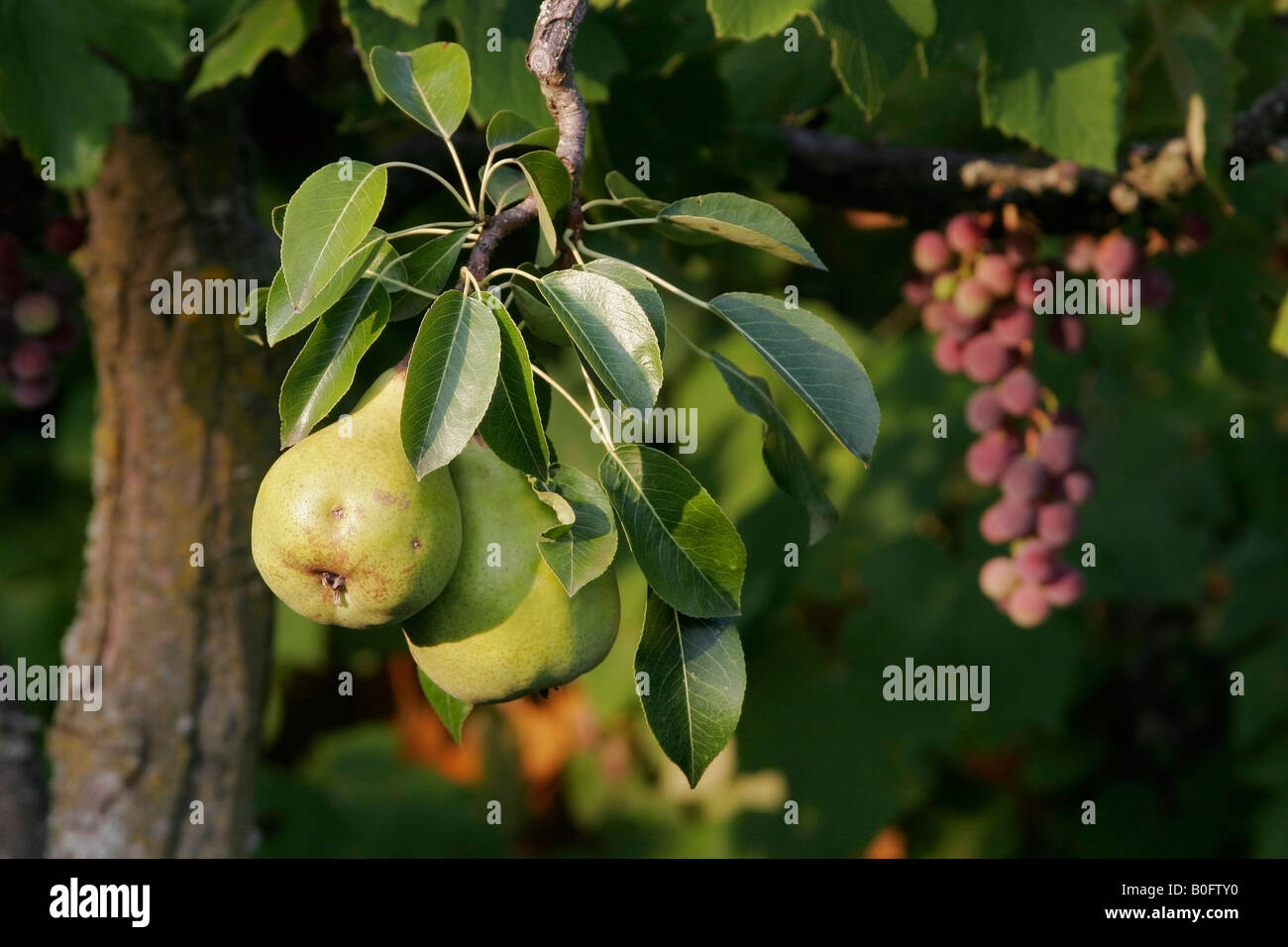 Autumnal fruits. Stock Photo
