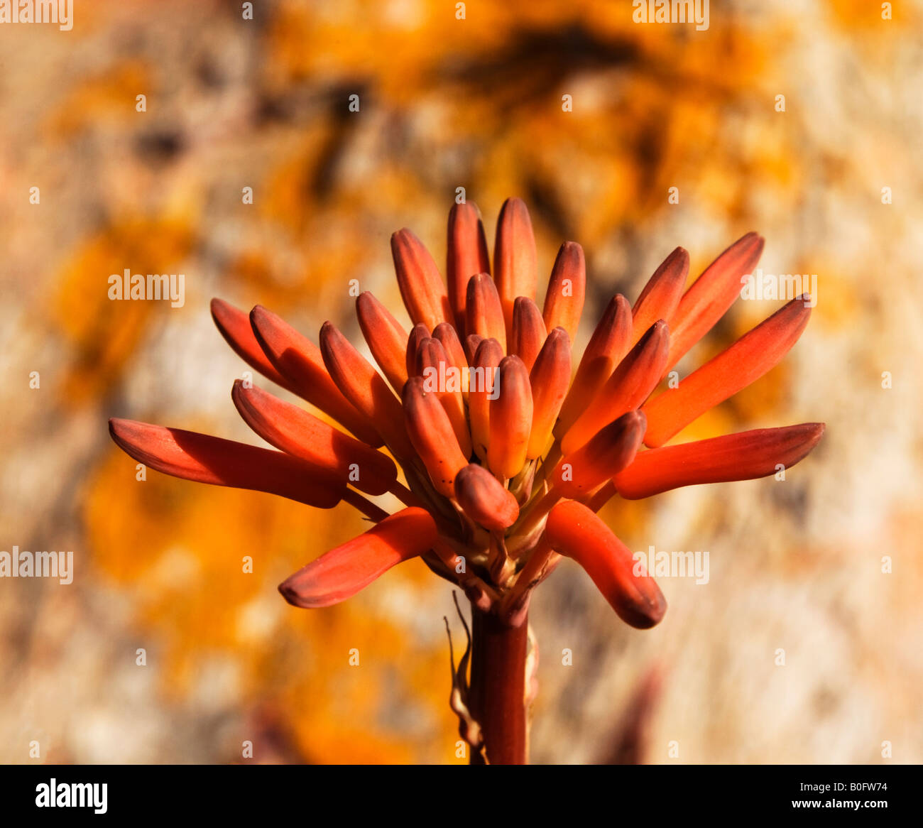 Red hot poker flowers blooming,Portugal,Europe Stock Photo