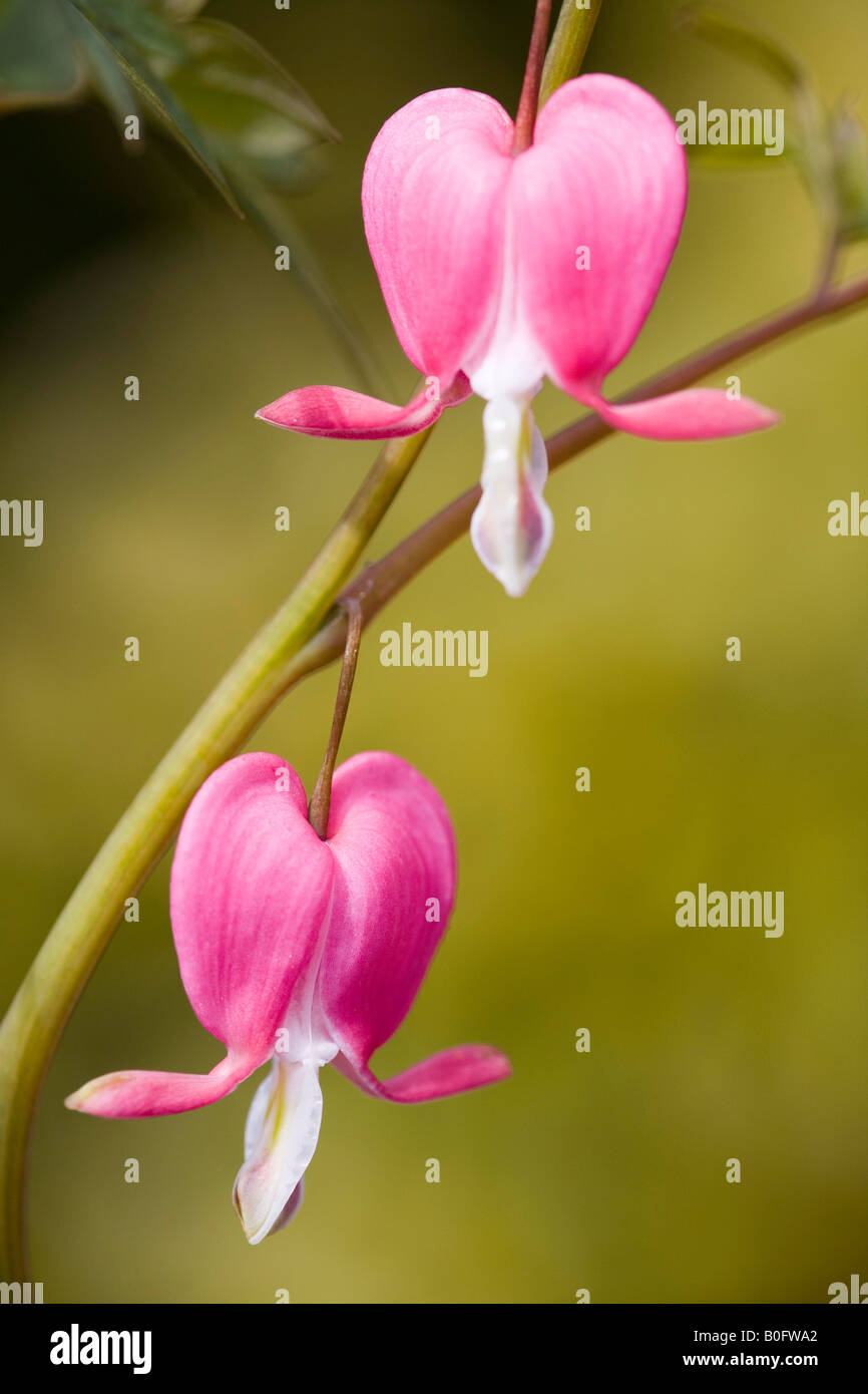 Dicentra Spectabilis, "Bleeding Hearts Stock Photo Alamy