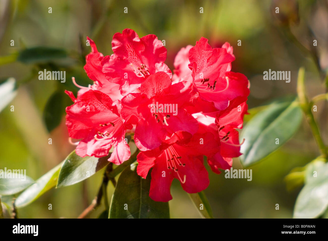 Red rhododendron hi-res stock photography and images - Alamy