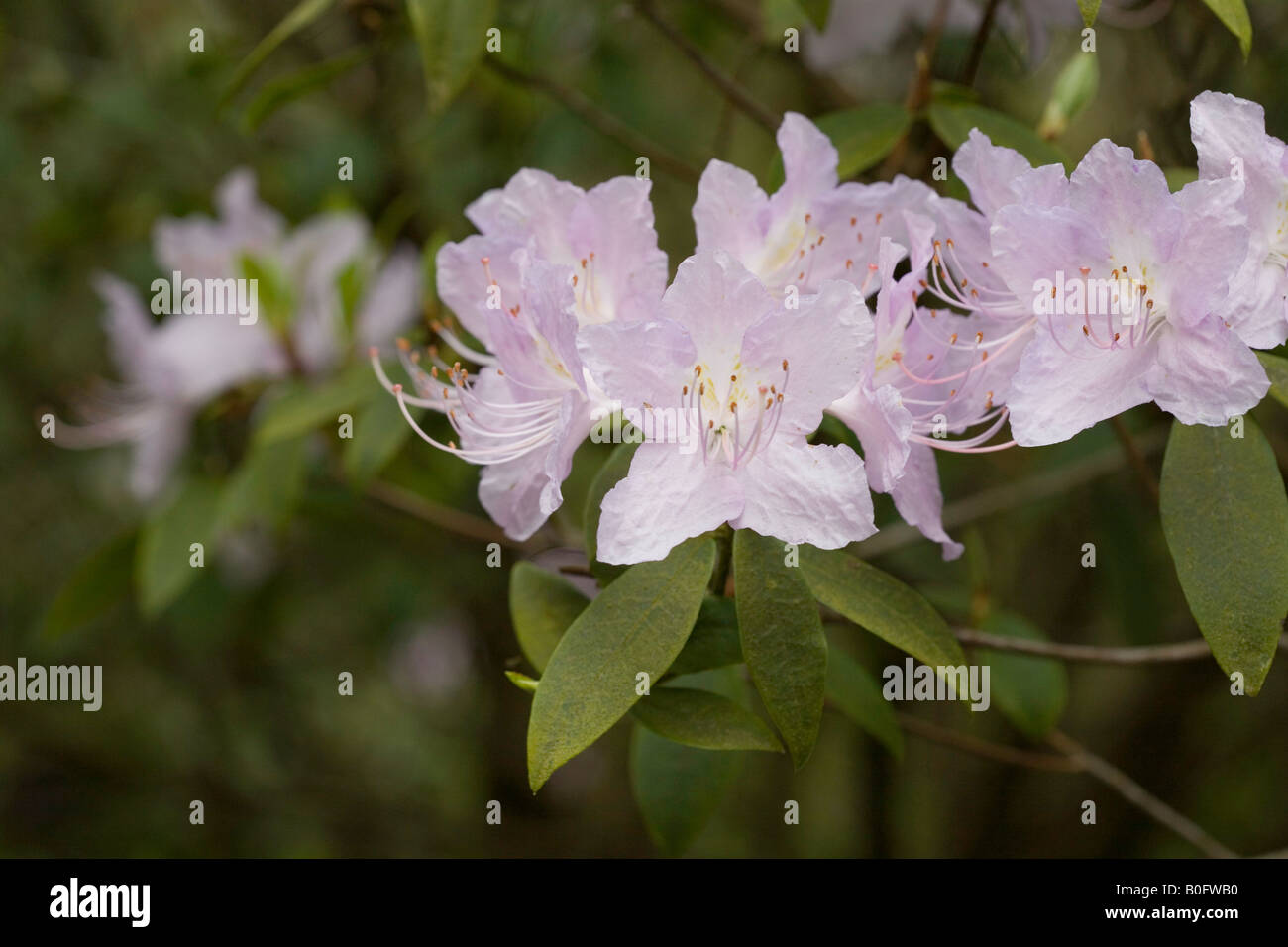 Lilac shrub hi-res stock photography and images - Alamy
