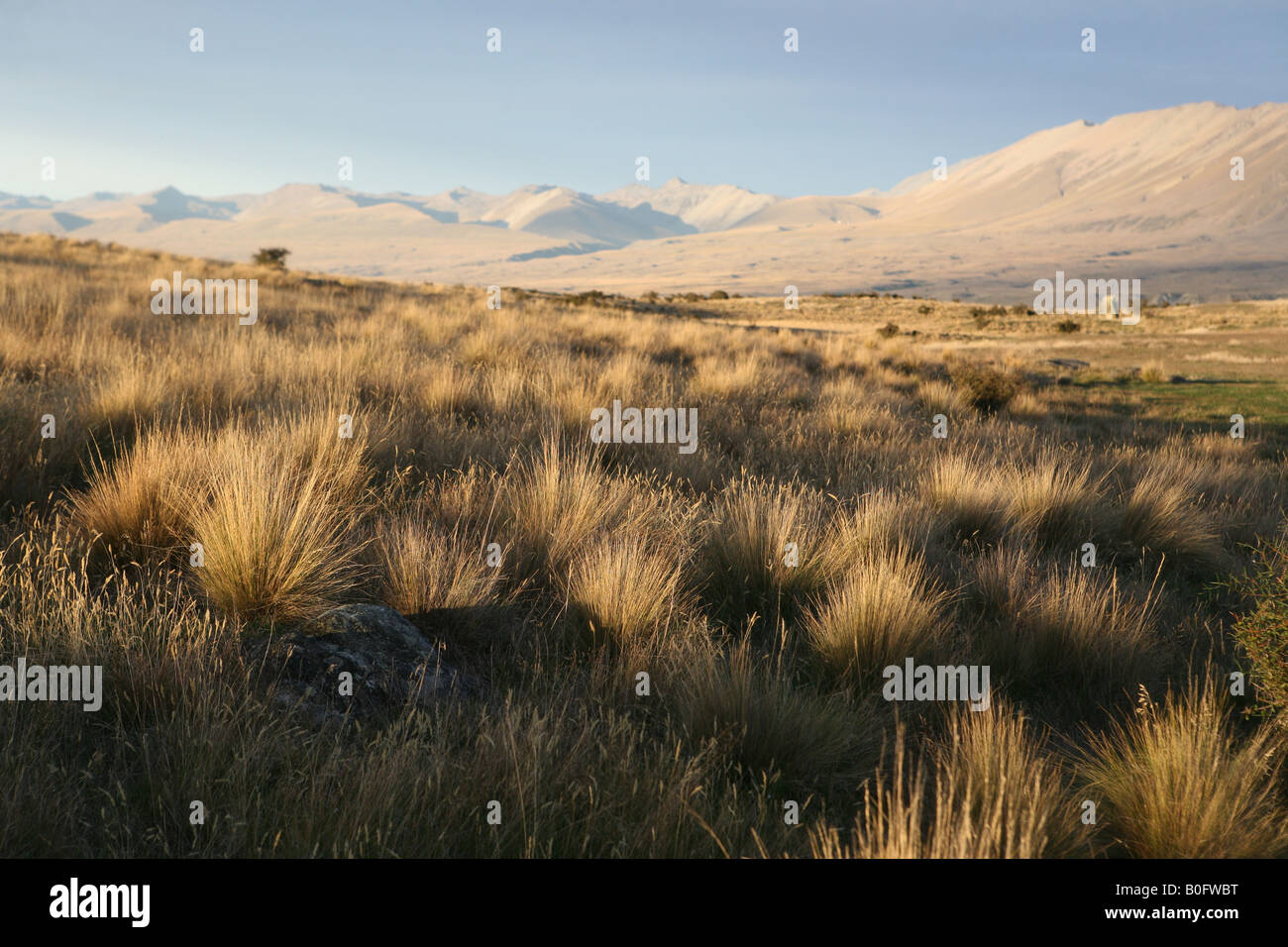 Sunset near Lake Tekapo South Island New Zealand Stock Photo - Alamy