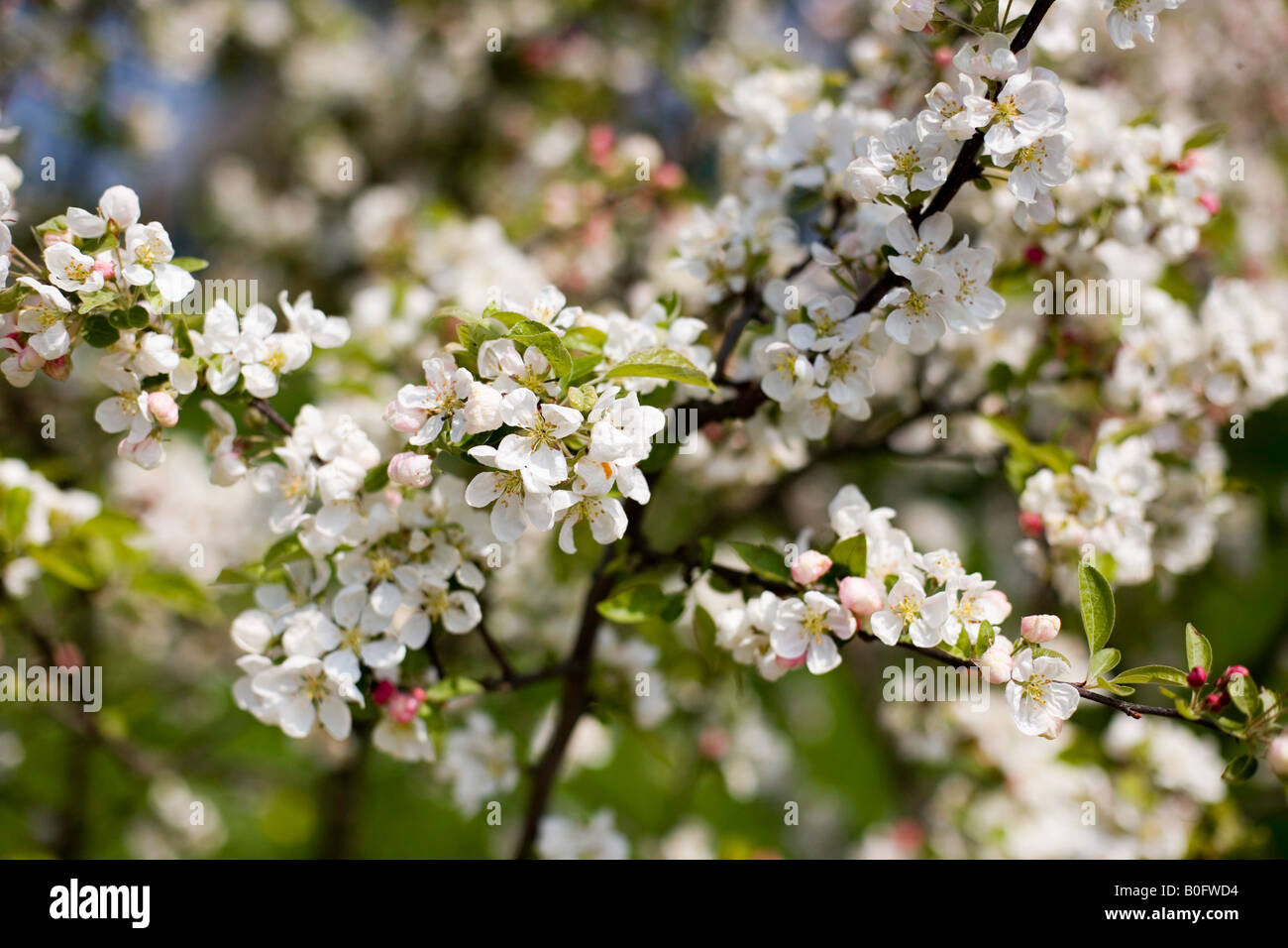 Crab Apple Blossom Stock Photo Alamy