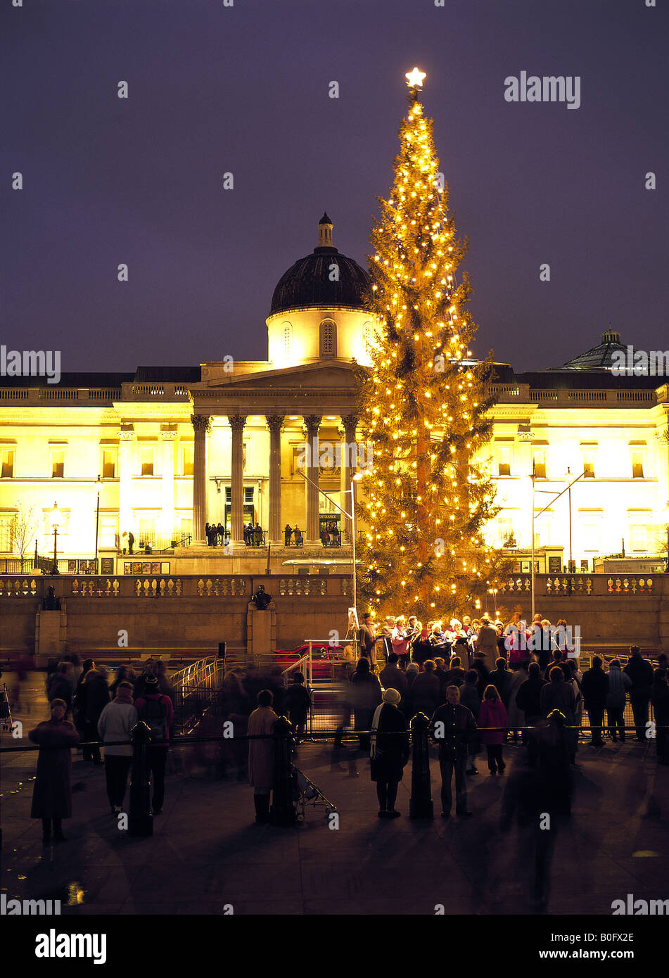 Christmas tree in Trafalgar Square London England Stock Photo Alamy