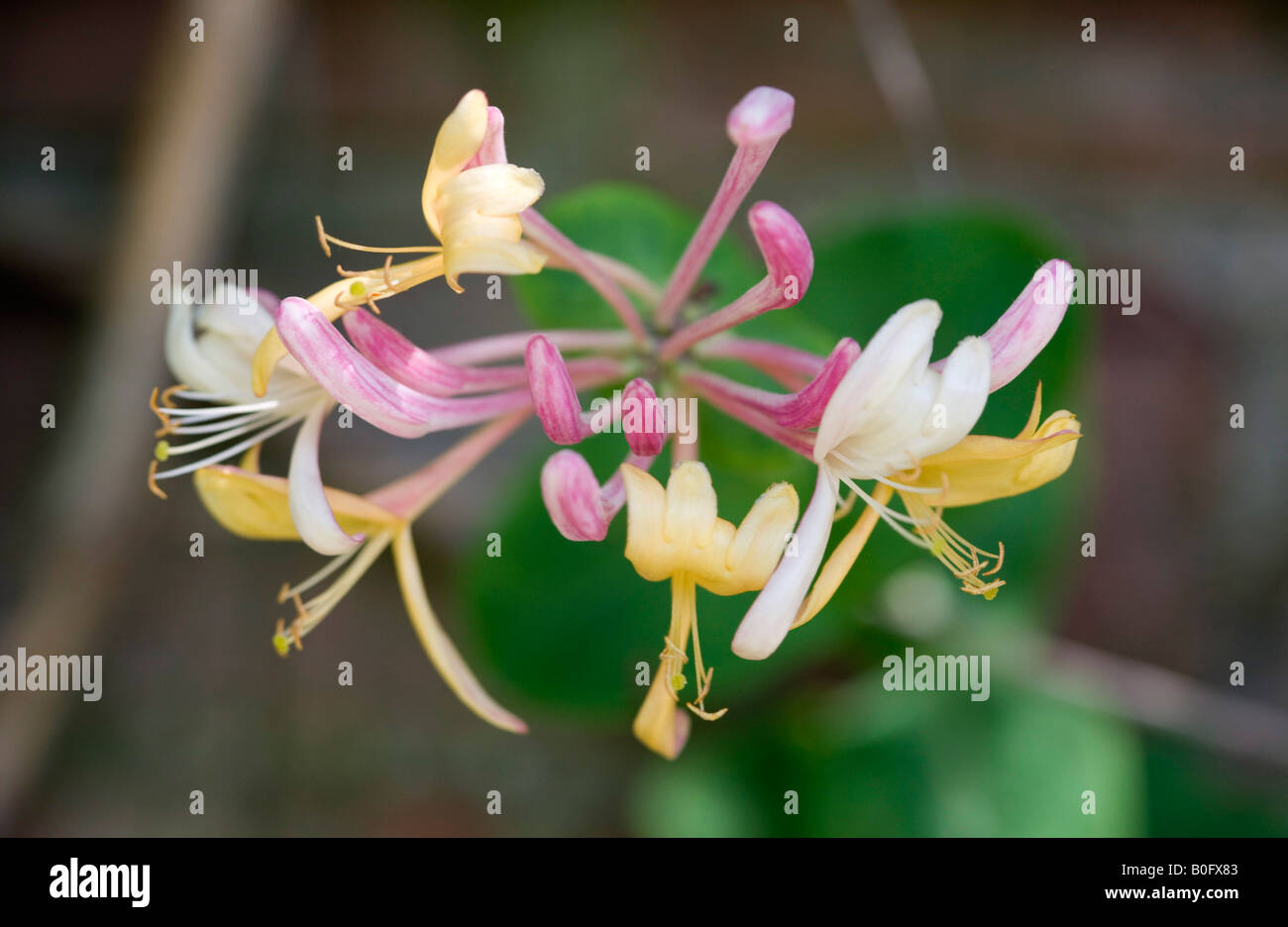 Close up of Honeysuckle Blossom in the Spring Stock Photo