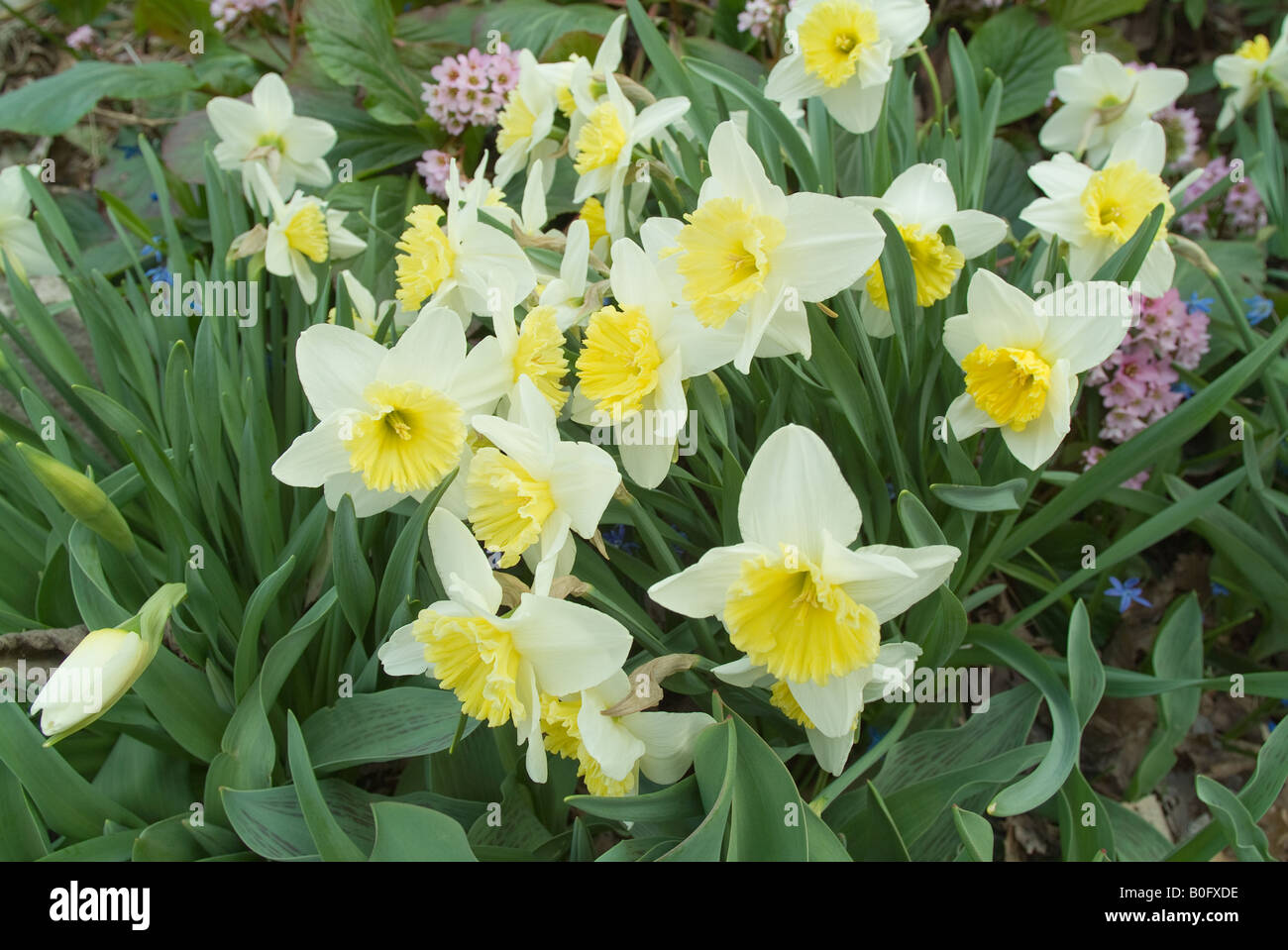 Daffodils by niagara falls hires stock photography and images Alamy