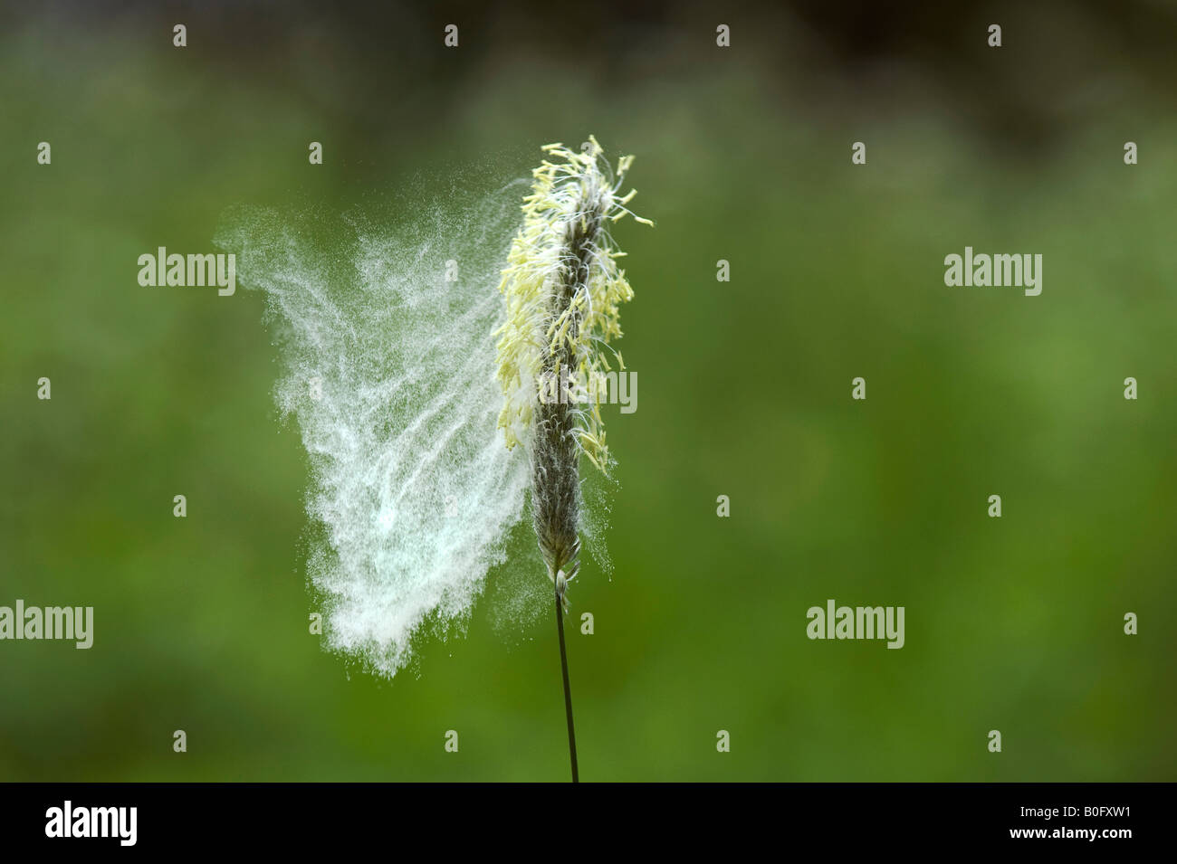 Pollen being released from a grass seed head in the English countryside Stock Photo