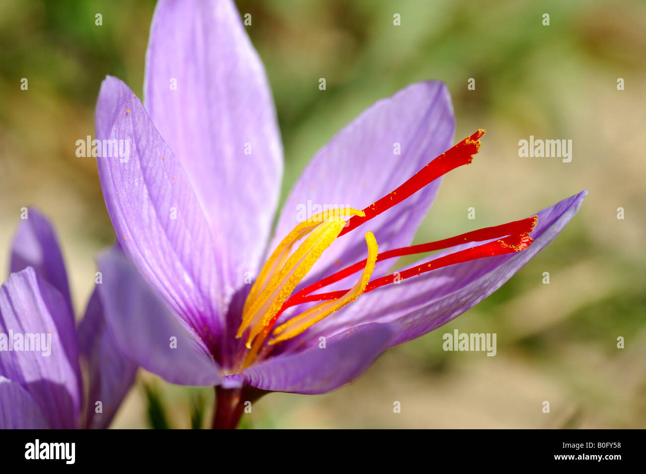 Autumn Crocus Saffron flower Crocus sativus Mund Valais Switzerland Stock Photo