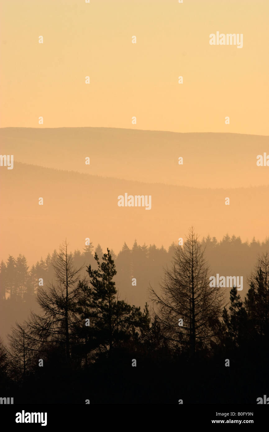forest at sunset Stock Photo - Alamy