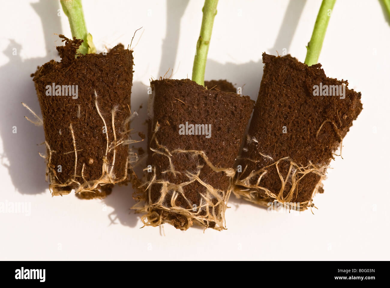 Newly delivered postal package of rooted chrysanthemum plants Stock Photo
