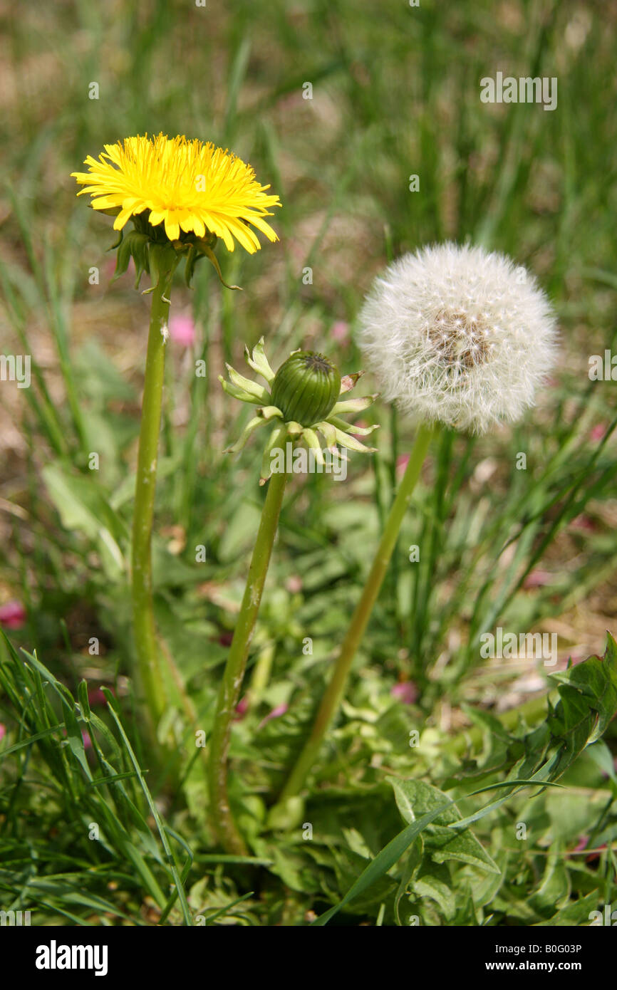 Dandelion flower clock and bud. The pink objects on the ground are petals from a crab apple tree. Stock Photo