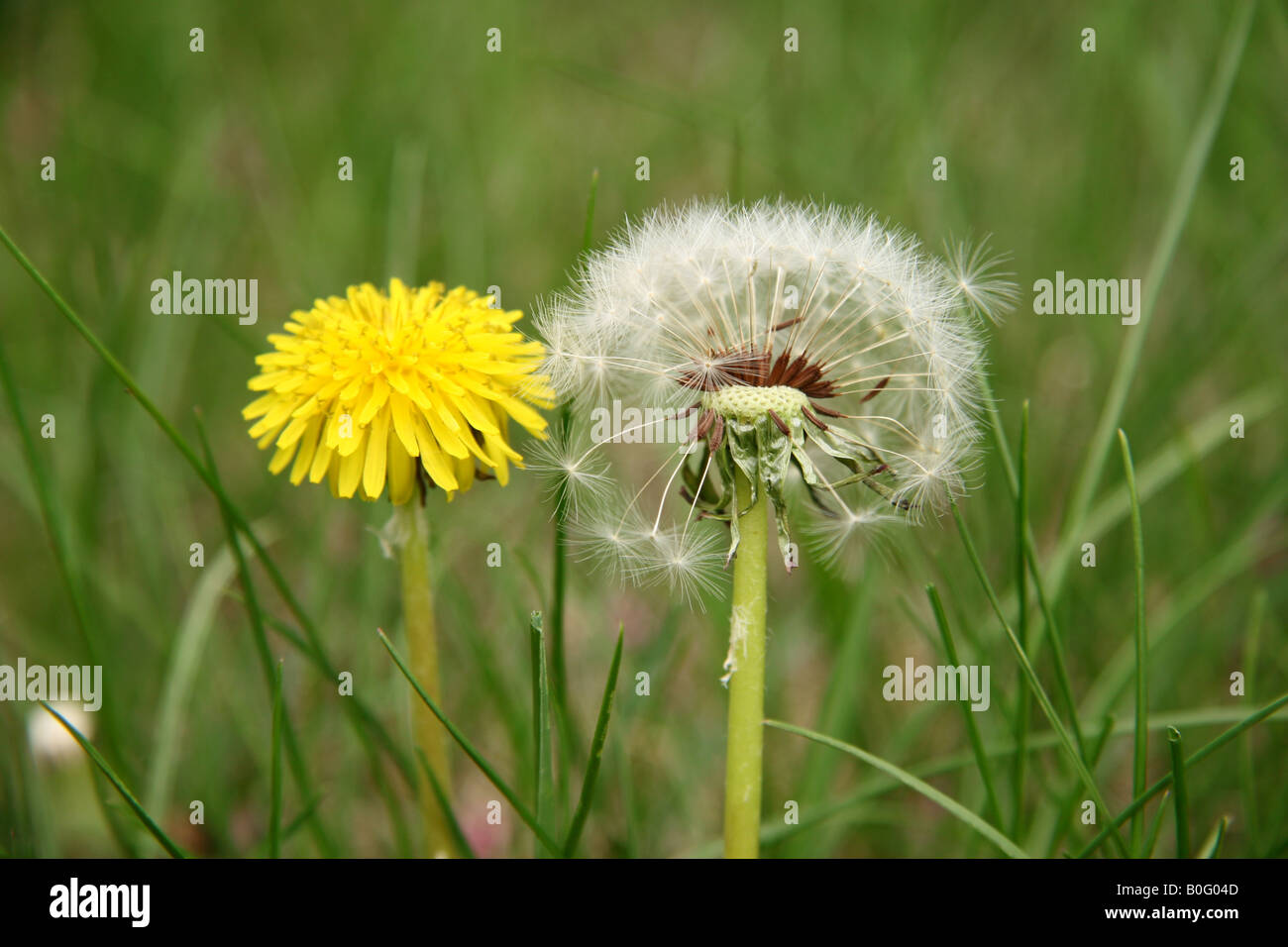 Dandelion flower and dandelion clock, showing the pericarp and the achenes. Stock Photo