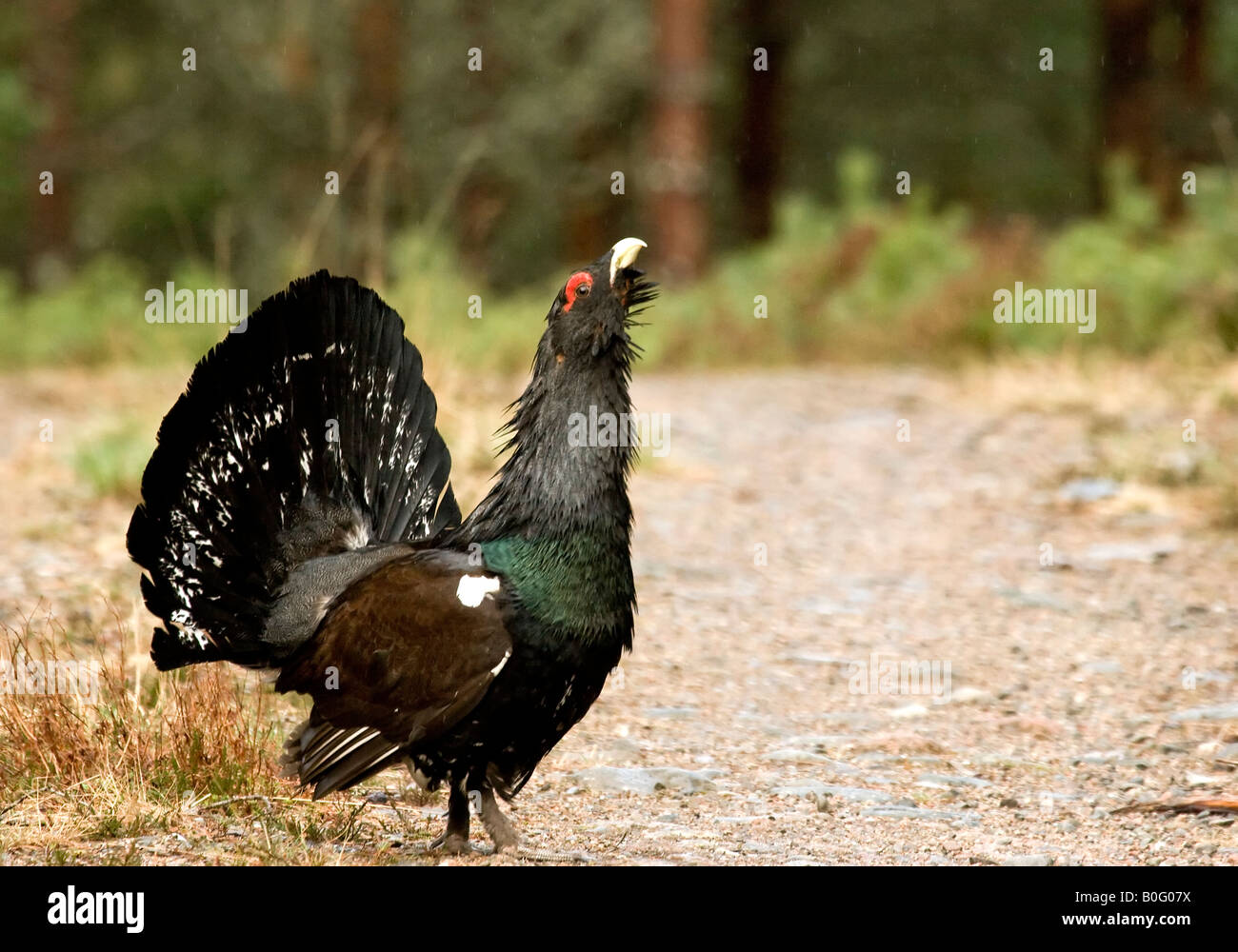Lekking Capercaillie on track Cairngorms Scotland Stock Photo