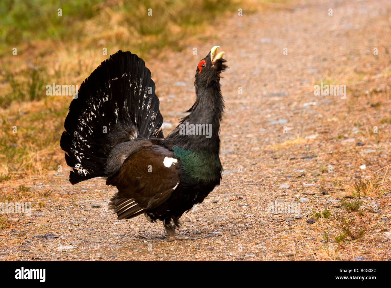 Lekking Capercaillie on track Cairngorms Scotland Stock Photo