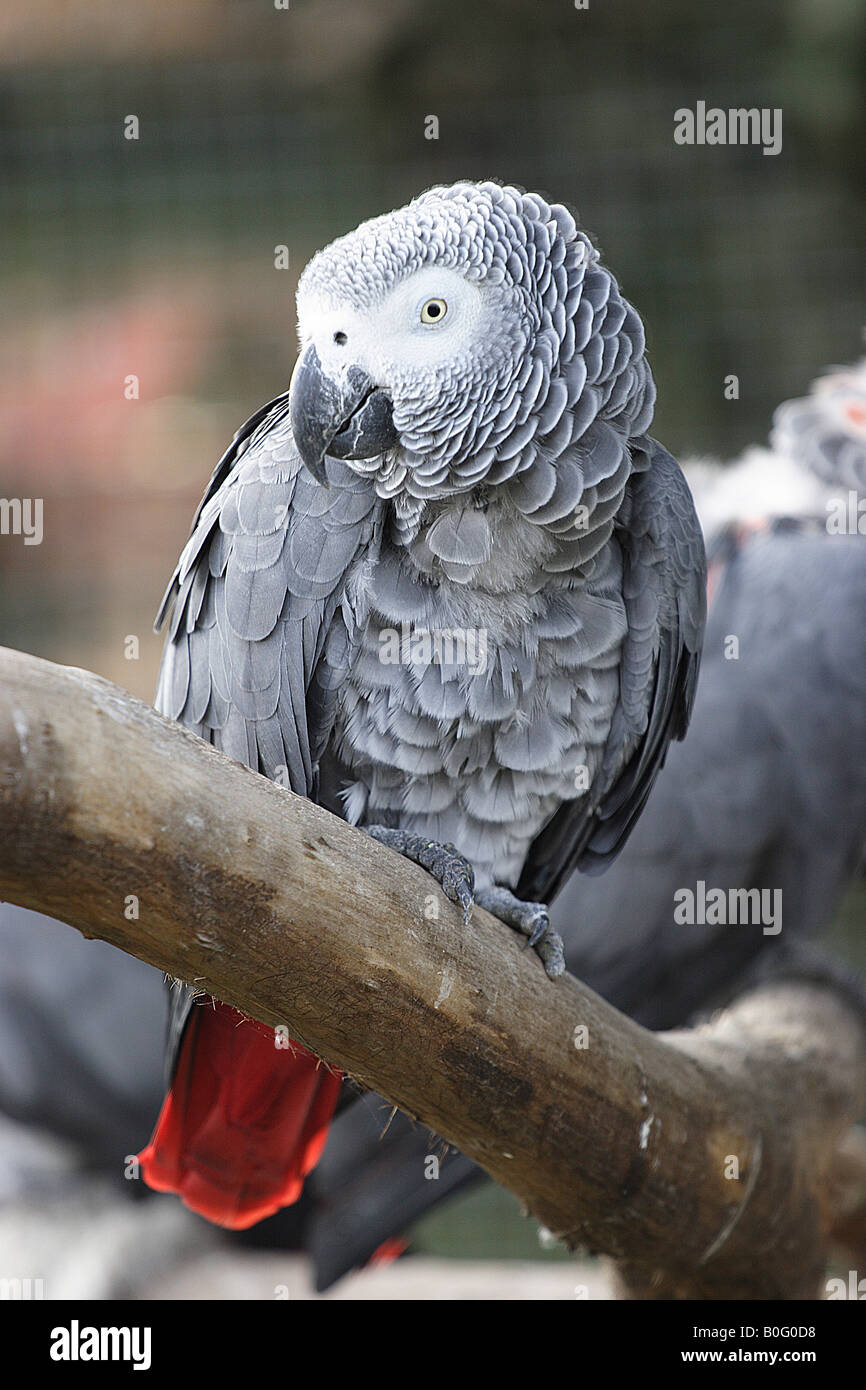 african grey sat on perch  showing off its colours and red tail Stock Photo