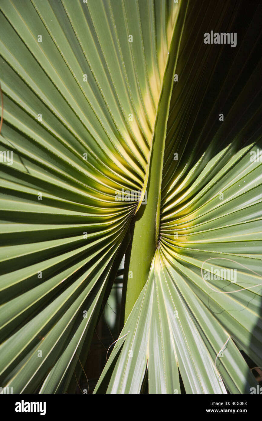 Close up of Sabal palm frond Stock Photo