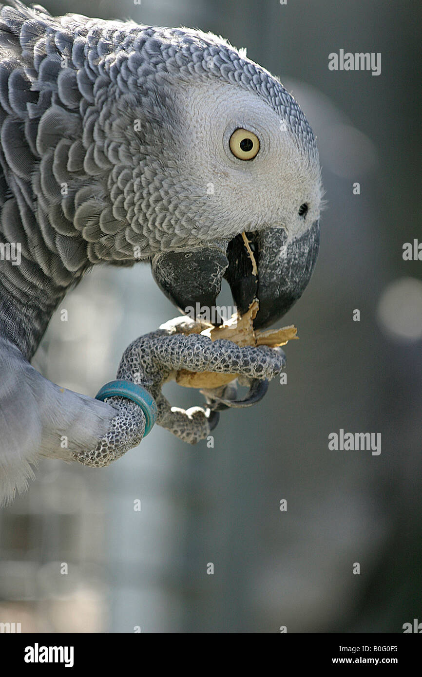 african grey parrot with peanut in mouth Stock Photo